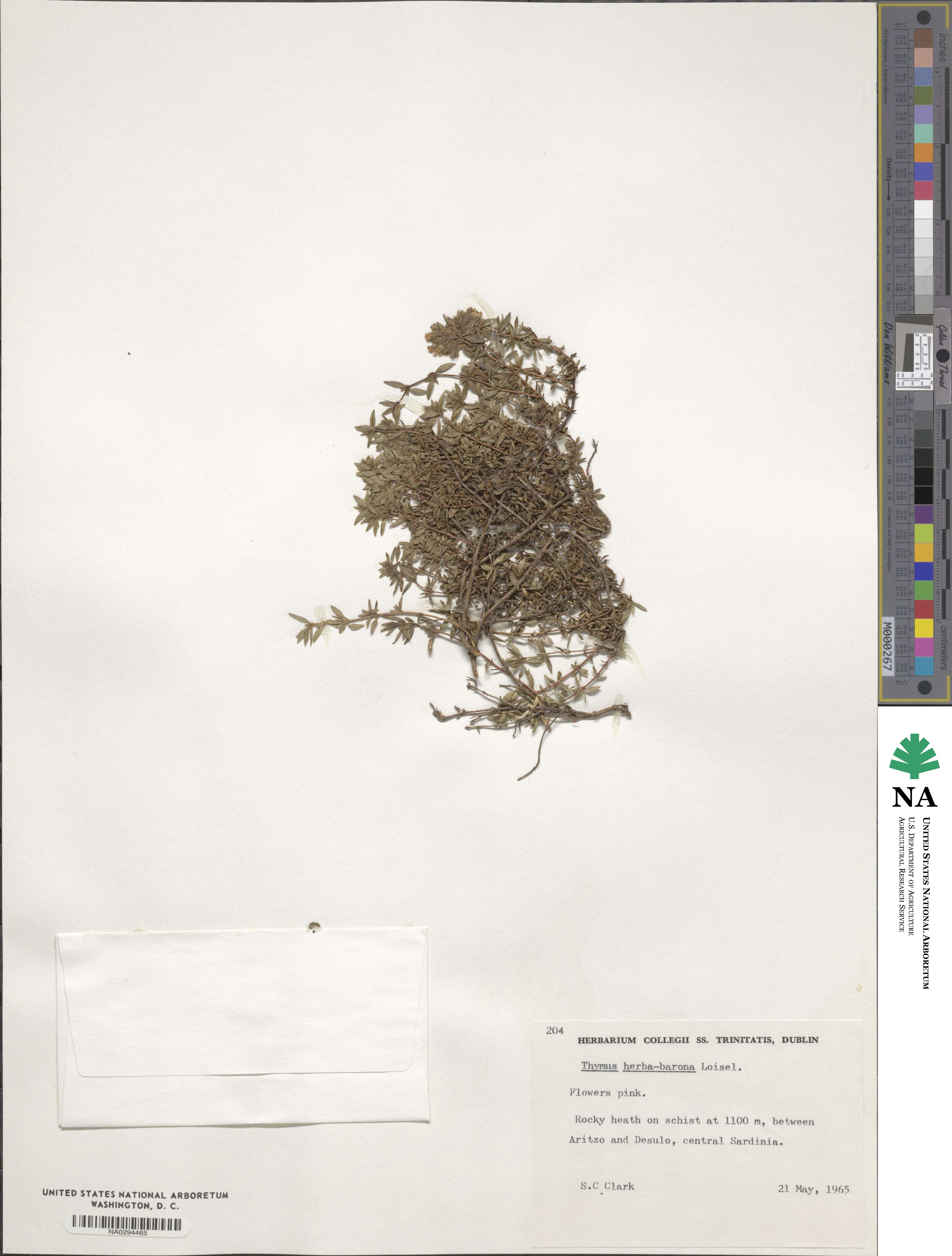 Thymus herba-barona image