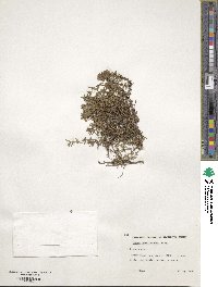 Image of Thymus herba-barona
