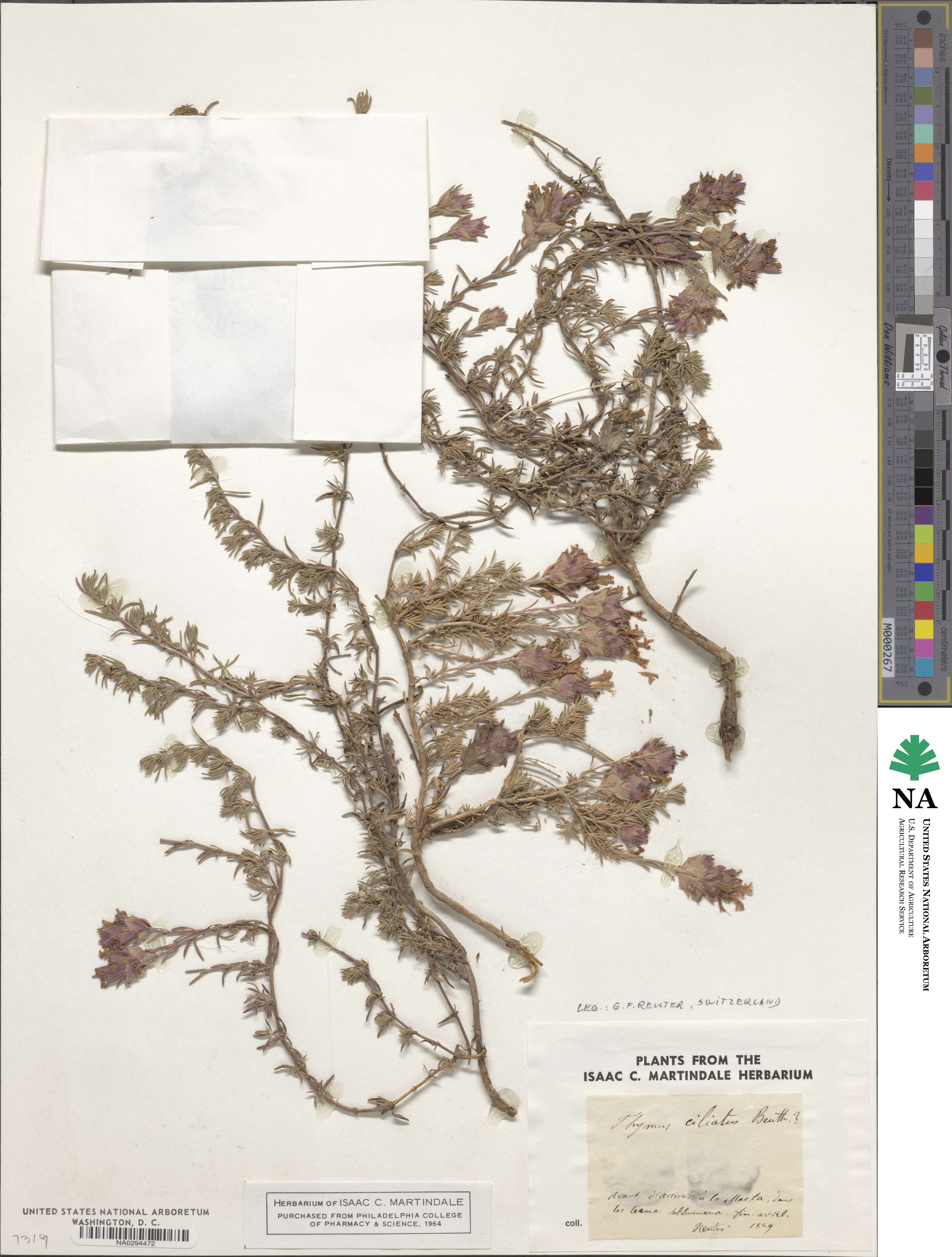 Thymus ciliatus image