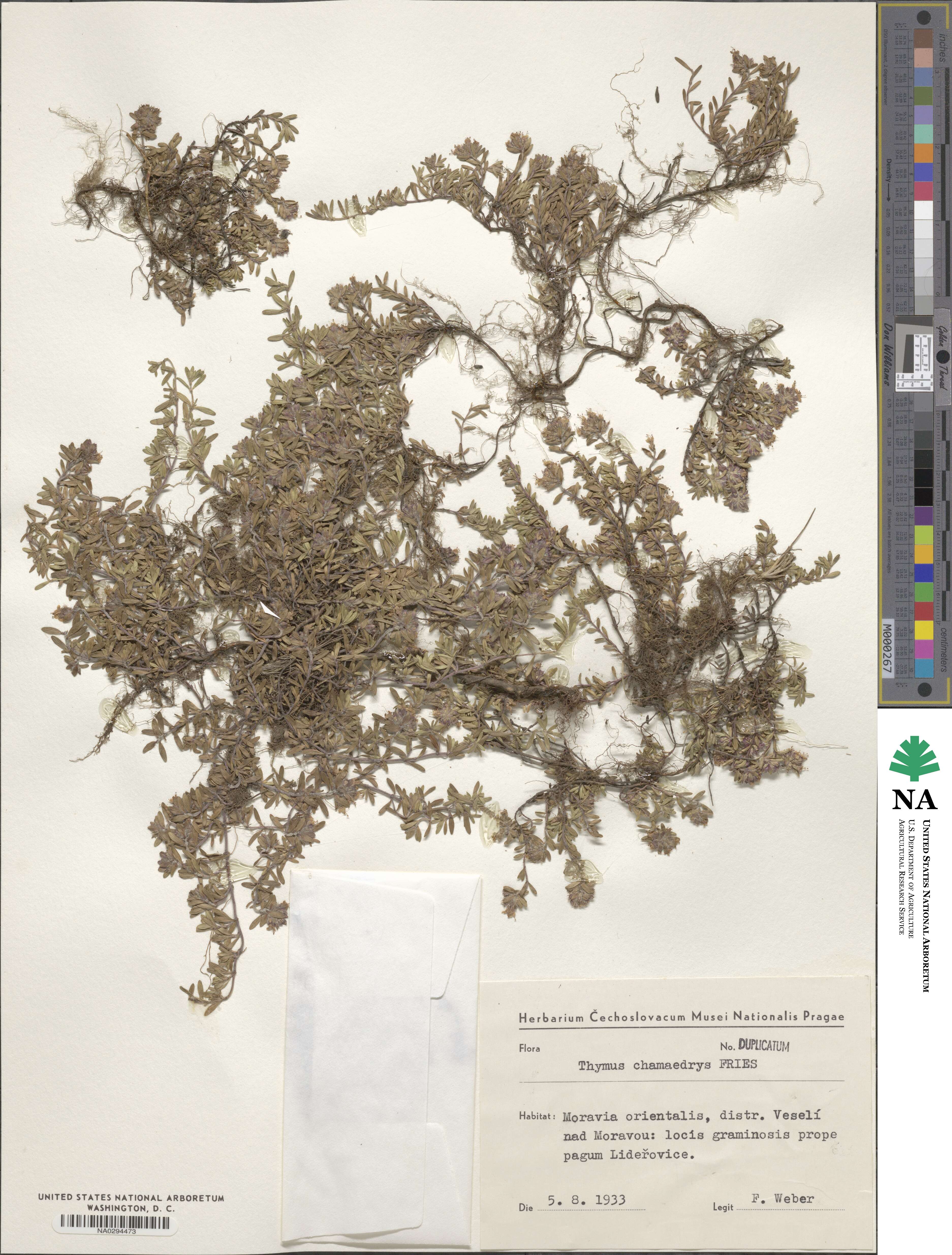 Thymus pulegioides subsp. pulegioides image