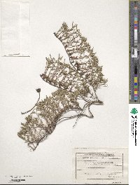Image of Thymus callieri