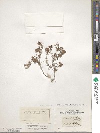 Image of Thymus angustifolius