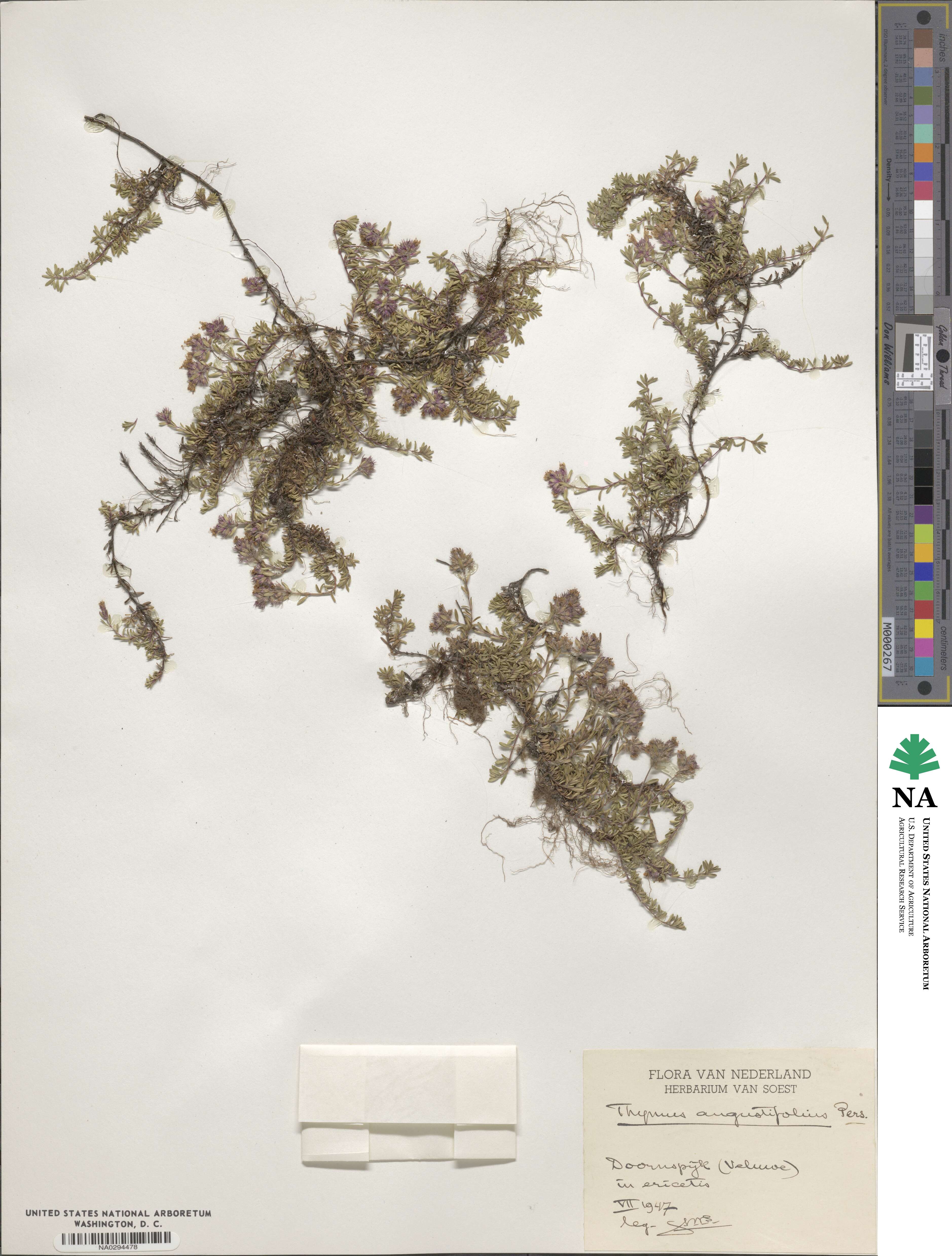 Thymus angustifolius image