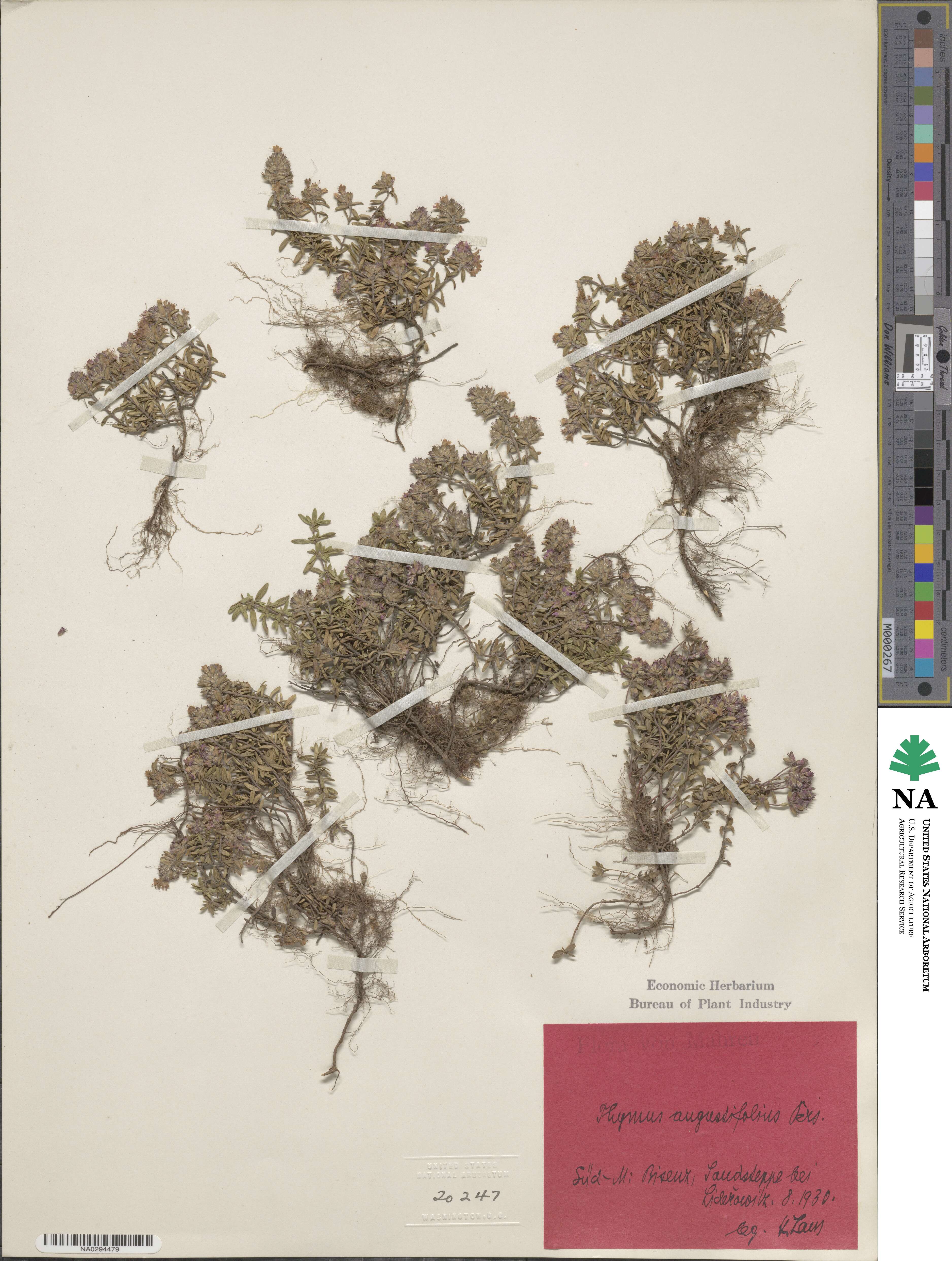 Thymus angustifolius image