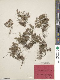 Thymus angustifolius image