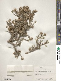 Thymbra capitata image