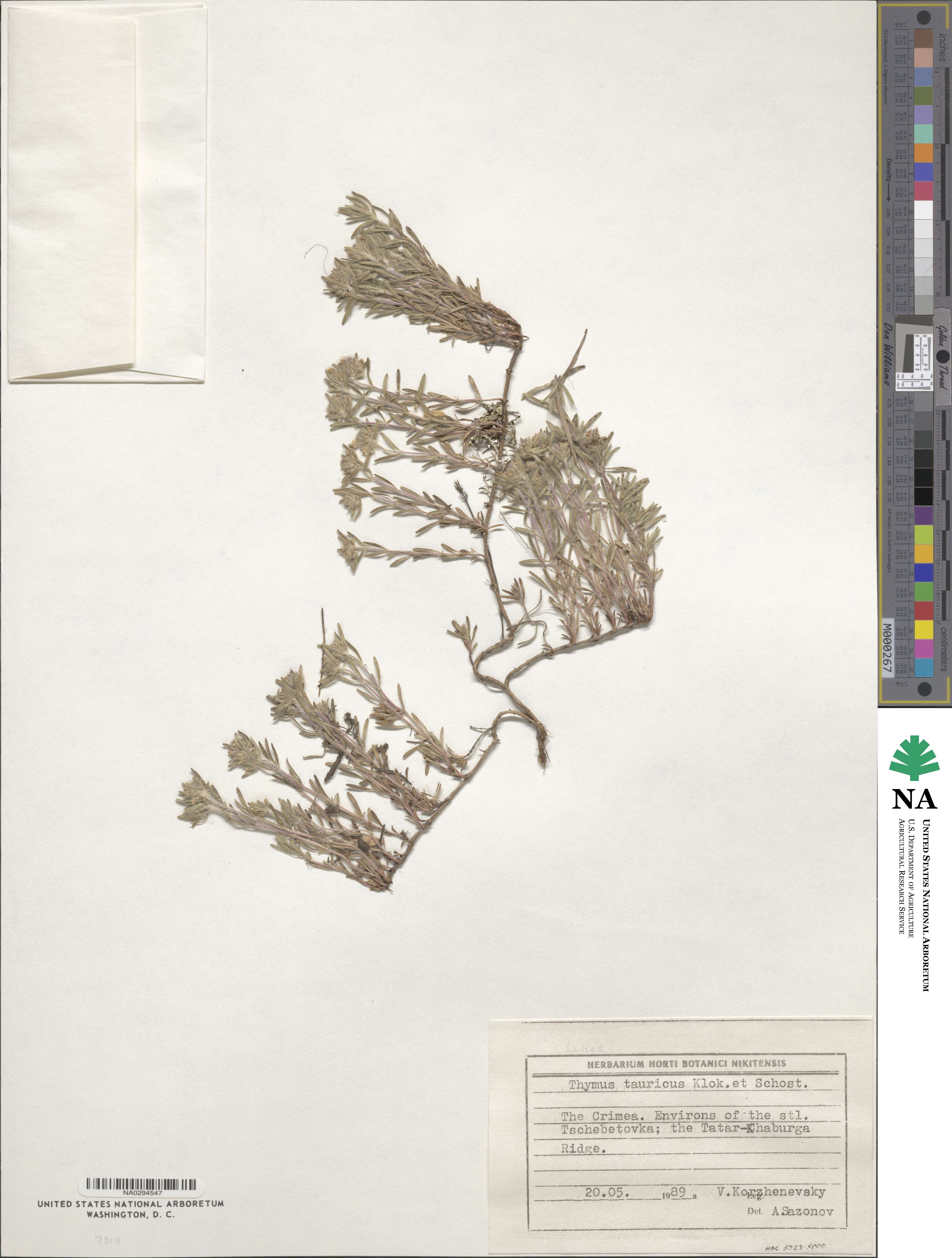 Thymus tauricus image