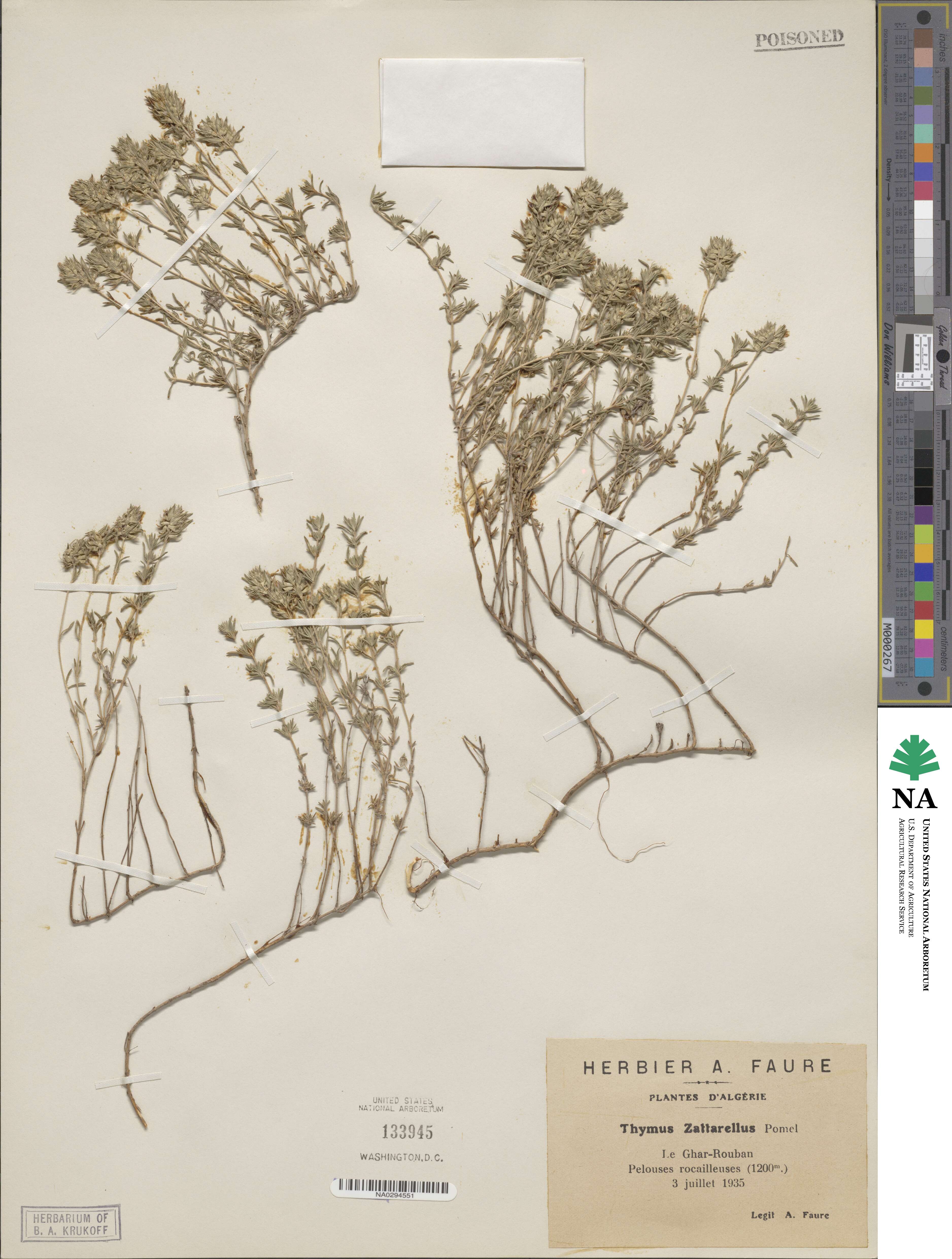 Thymus algeriensis image