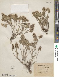 Thymus lanceolatus image