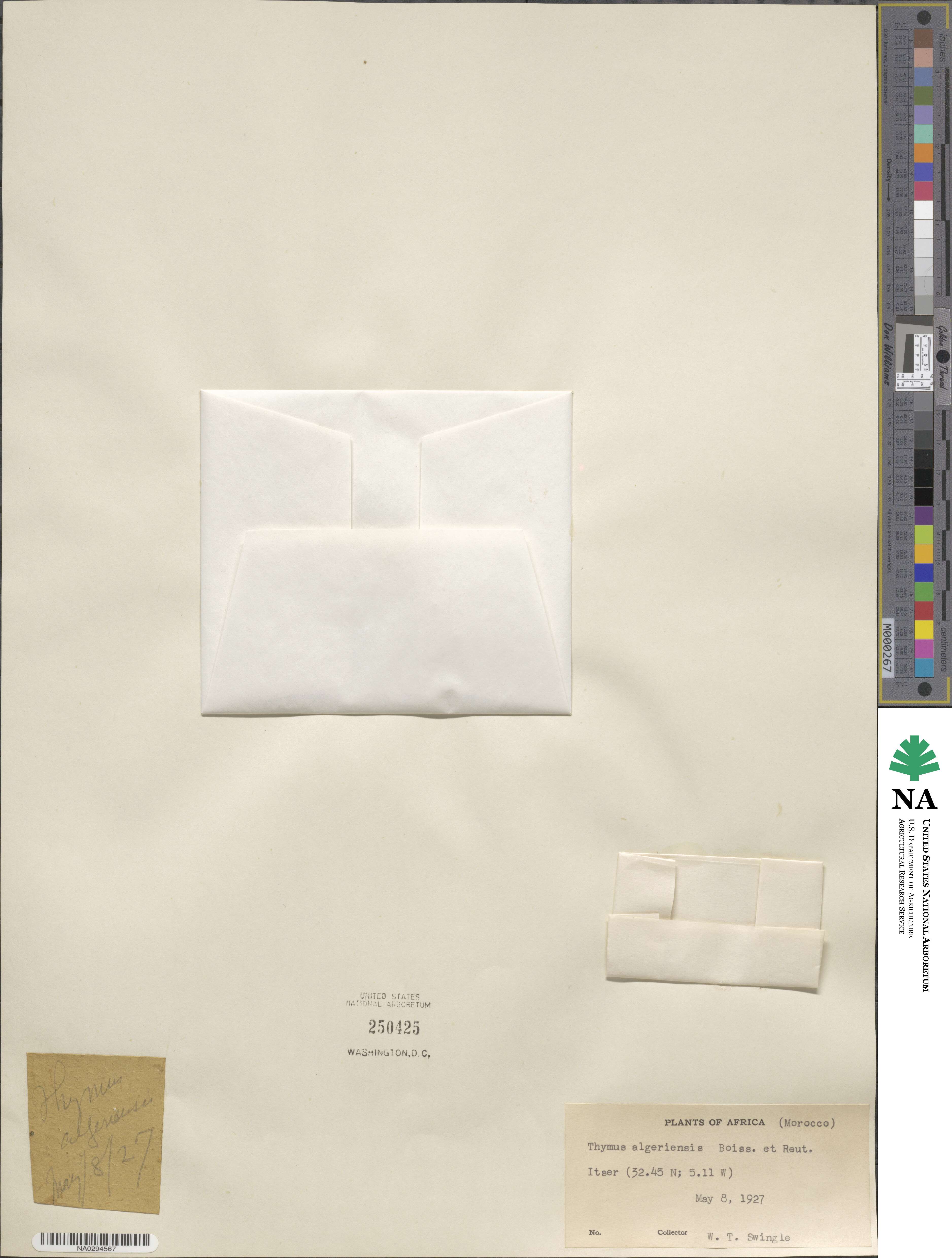 Thymus algeriensis image