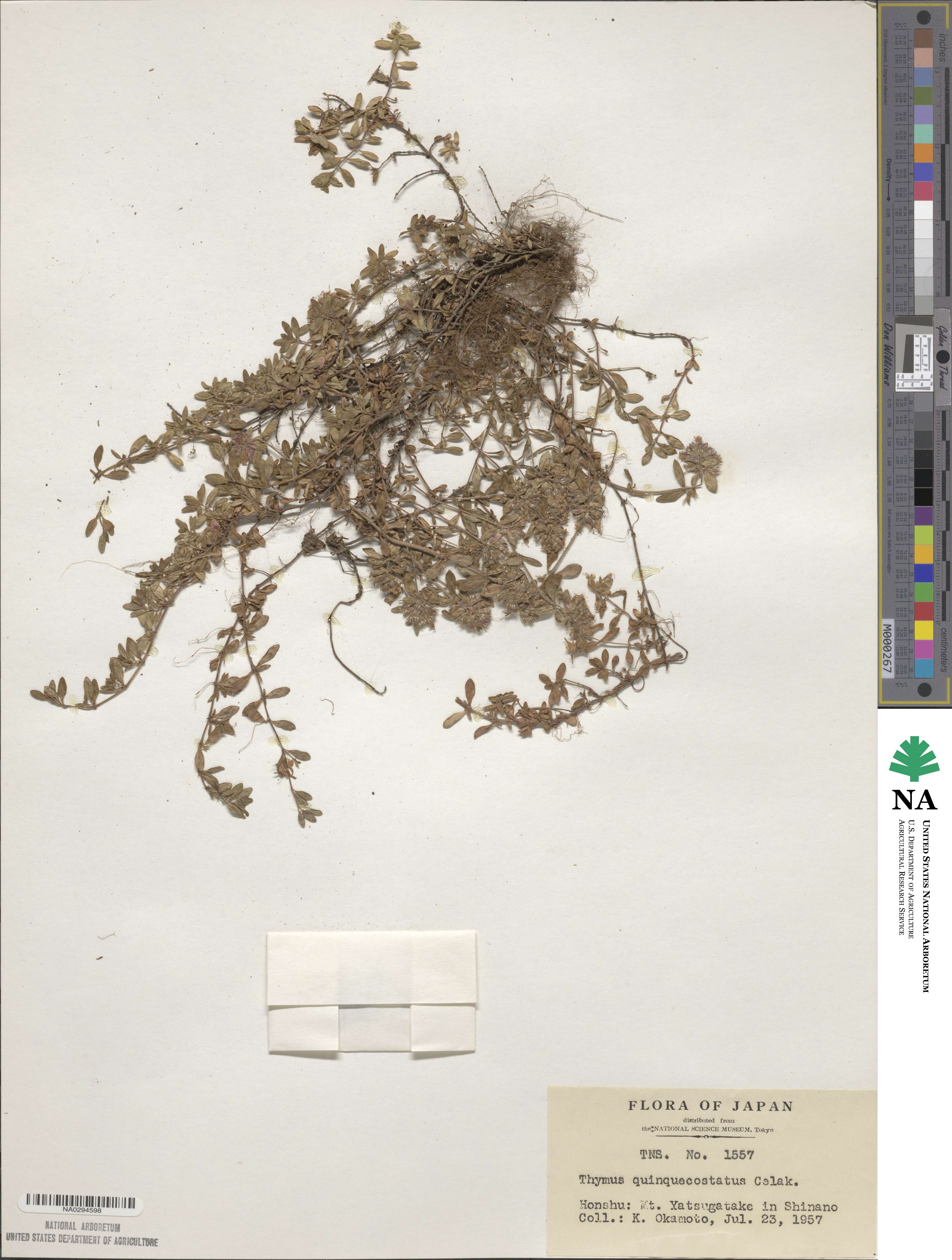 Thymus quinquecostatus image