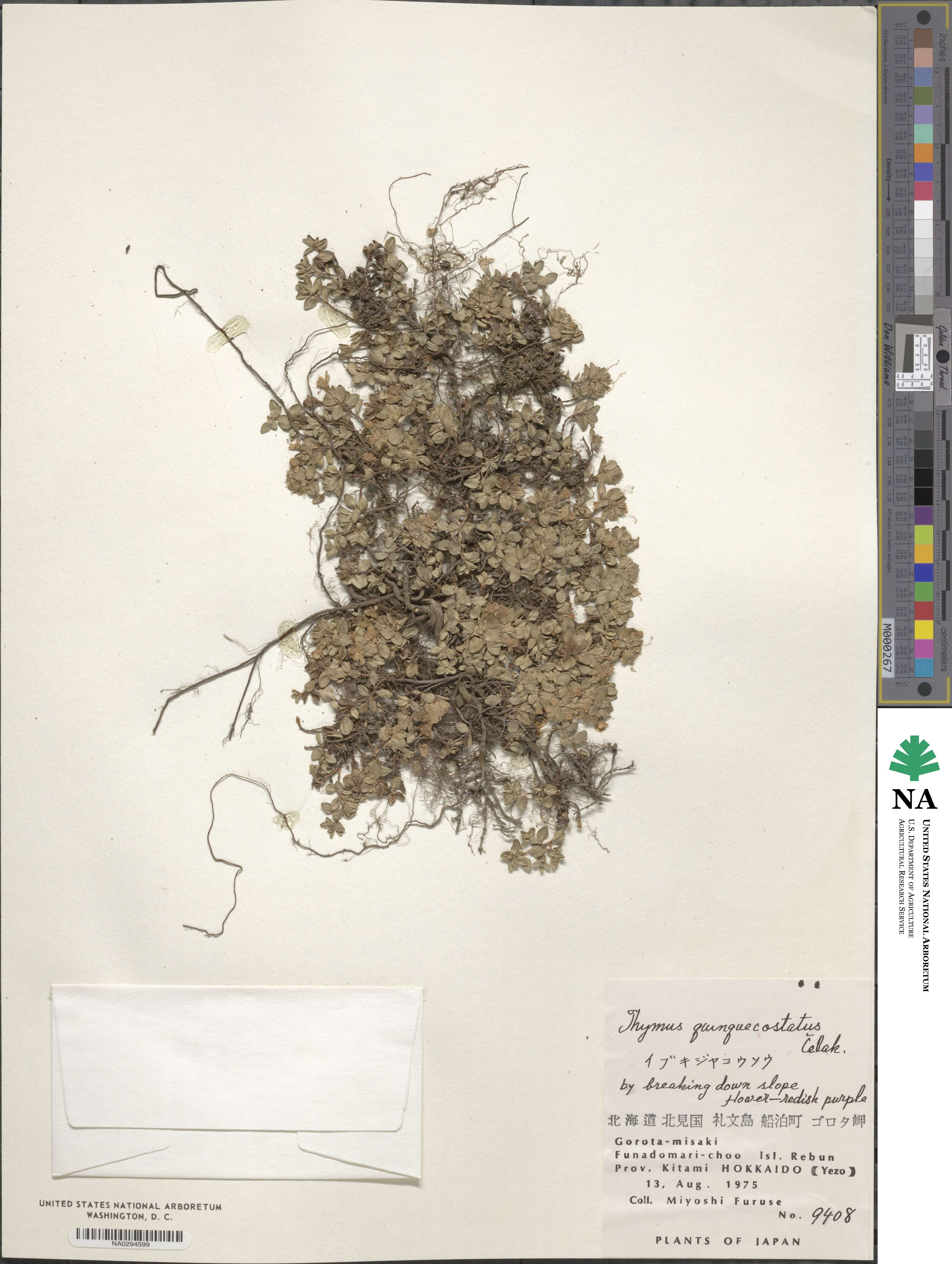 Thymus quinquecostatus image