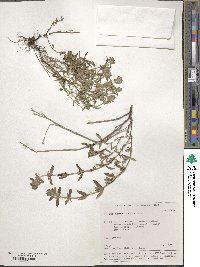 Thymus pannonicus image