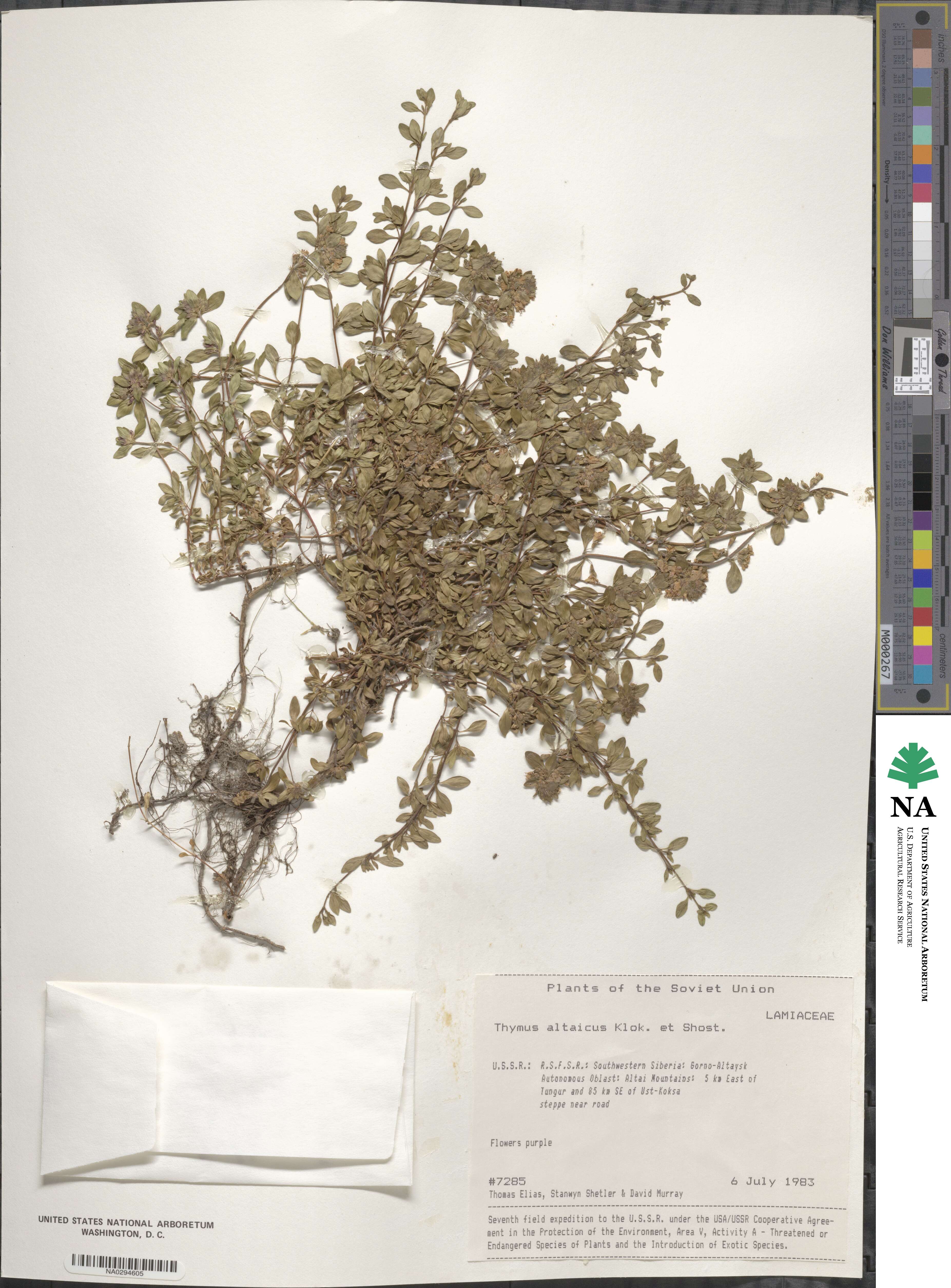 Thymus altaicus image