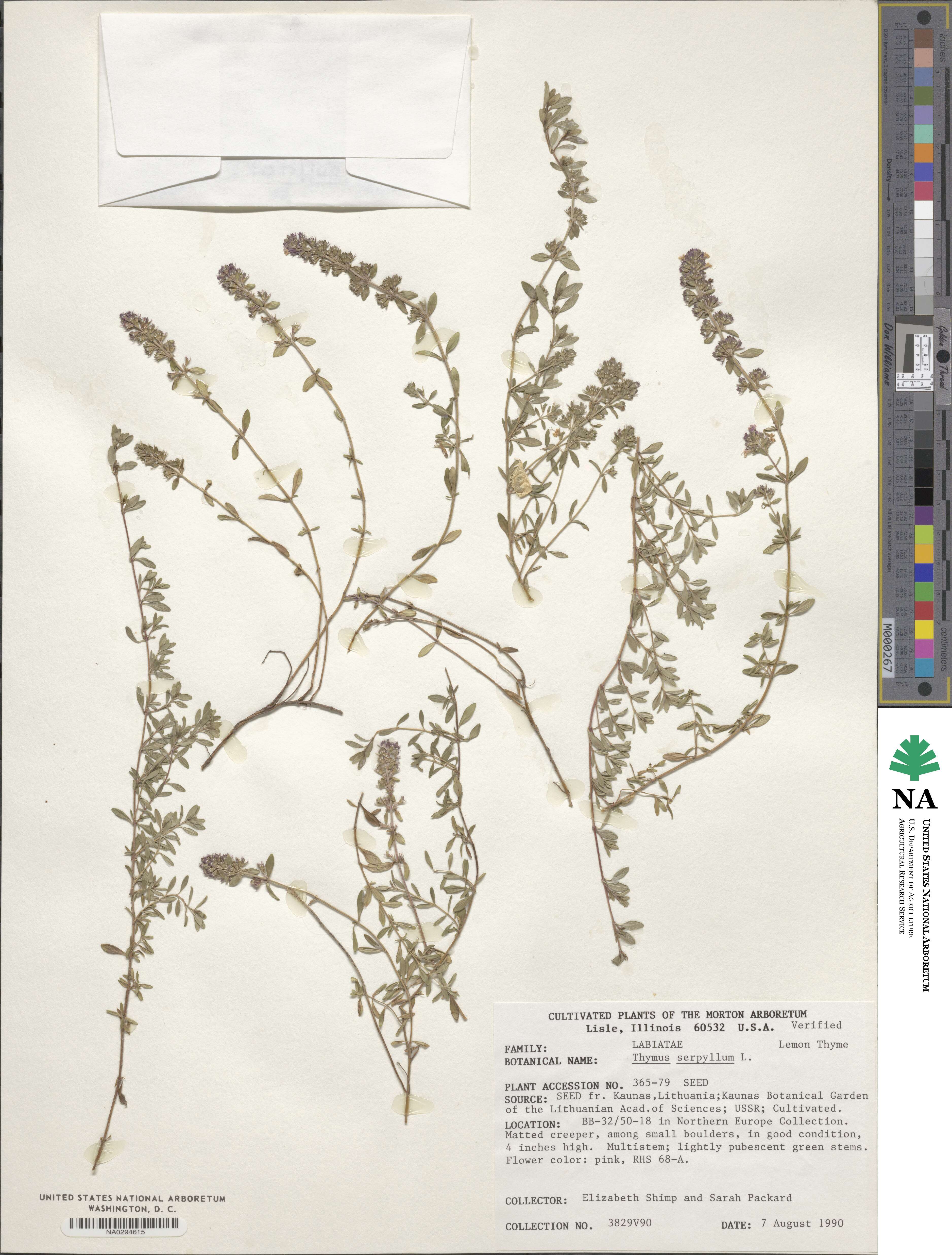 Thymus serpyllum image