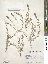 Thymus serpyllum image