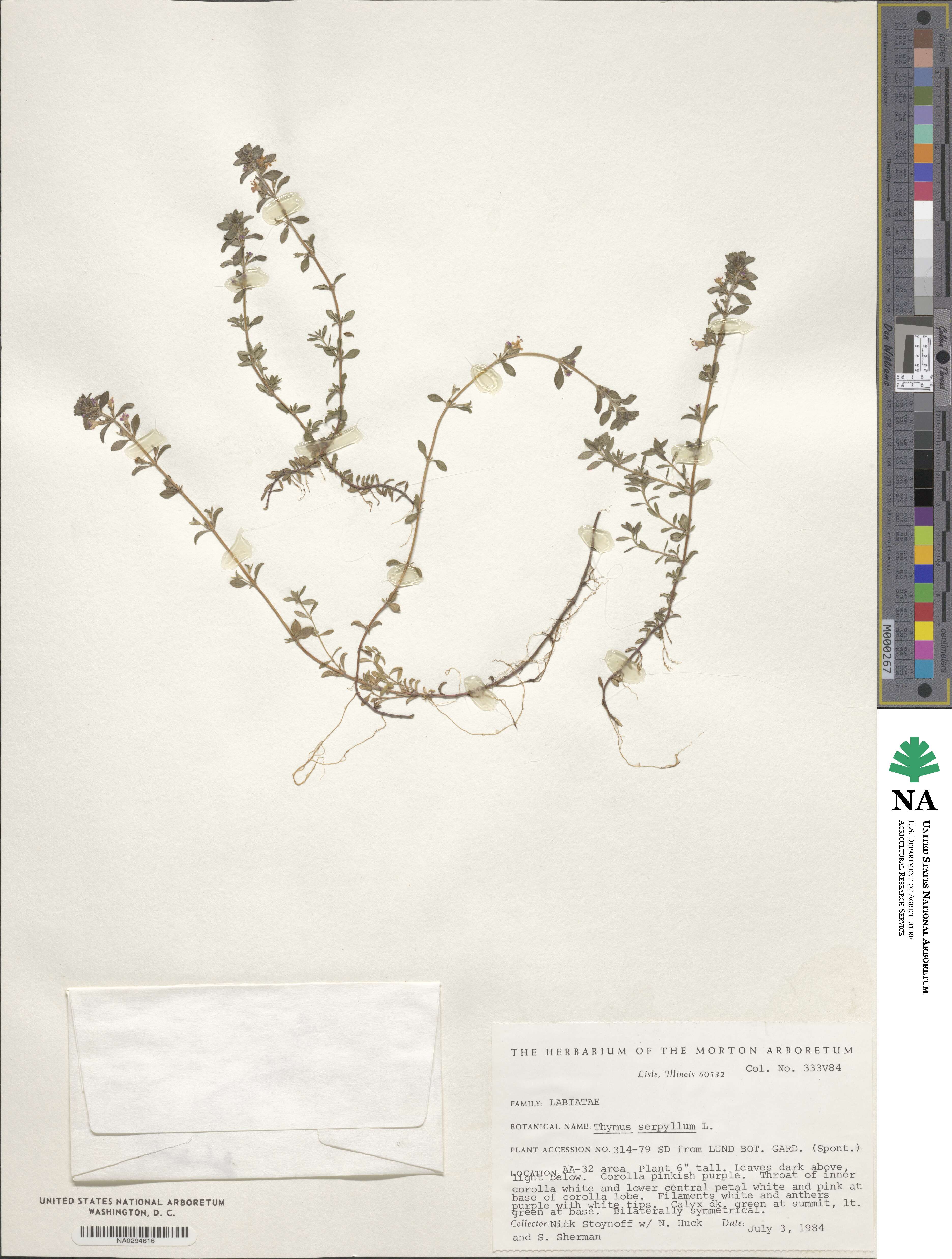 Thymus image