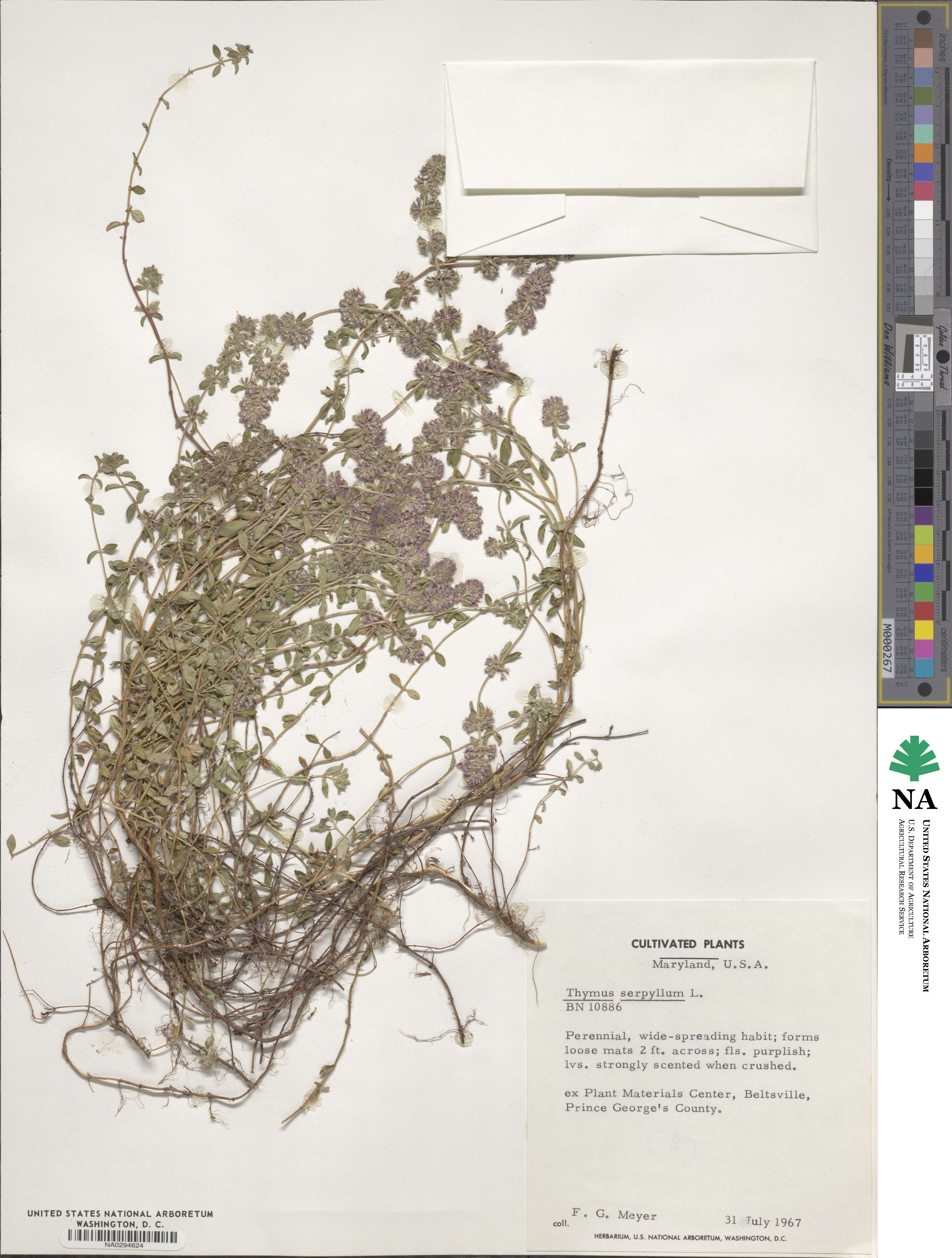 Thymus serpyllum image