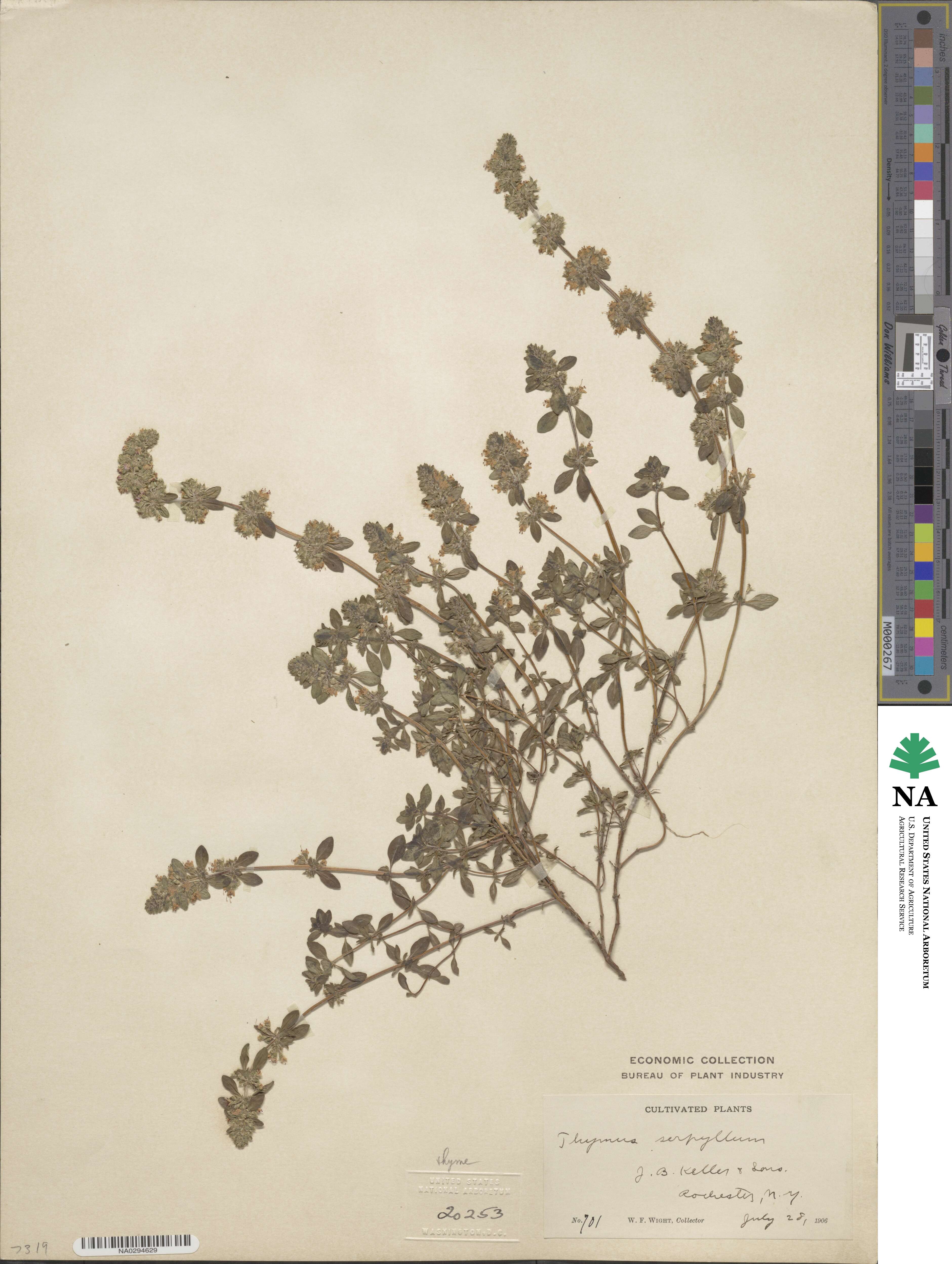 Thymus serpyllum image