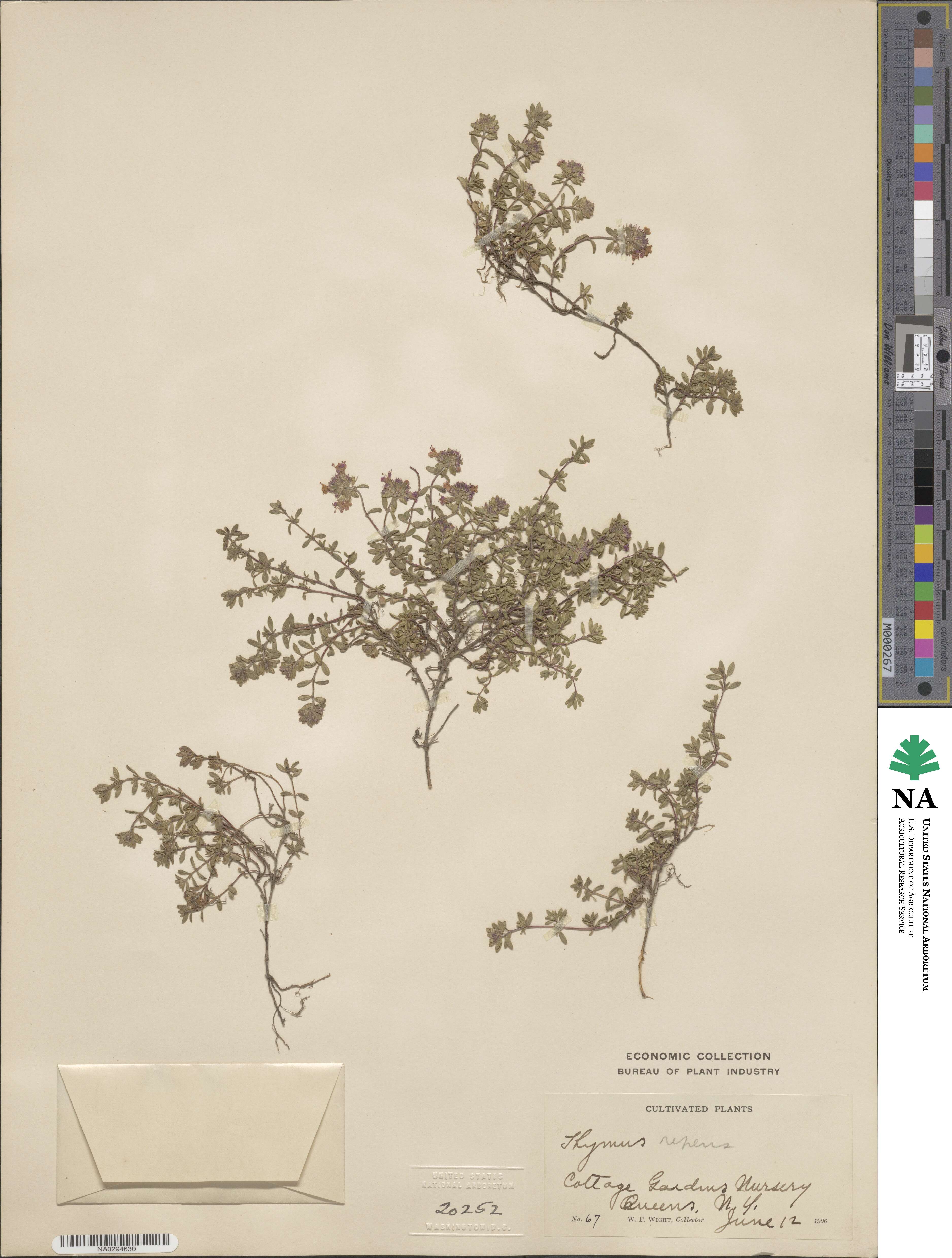 Thymus repens image