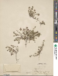 Image of Thymus repens