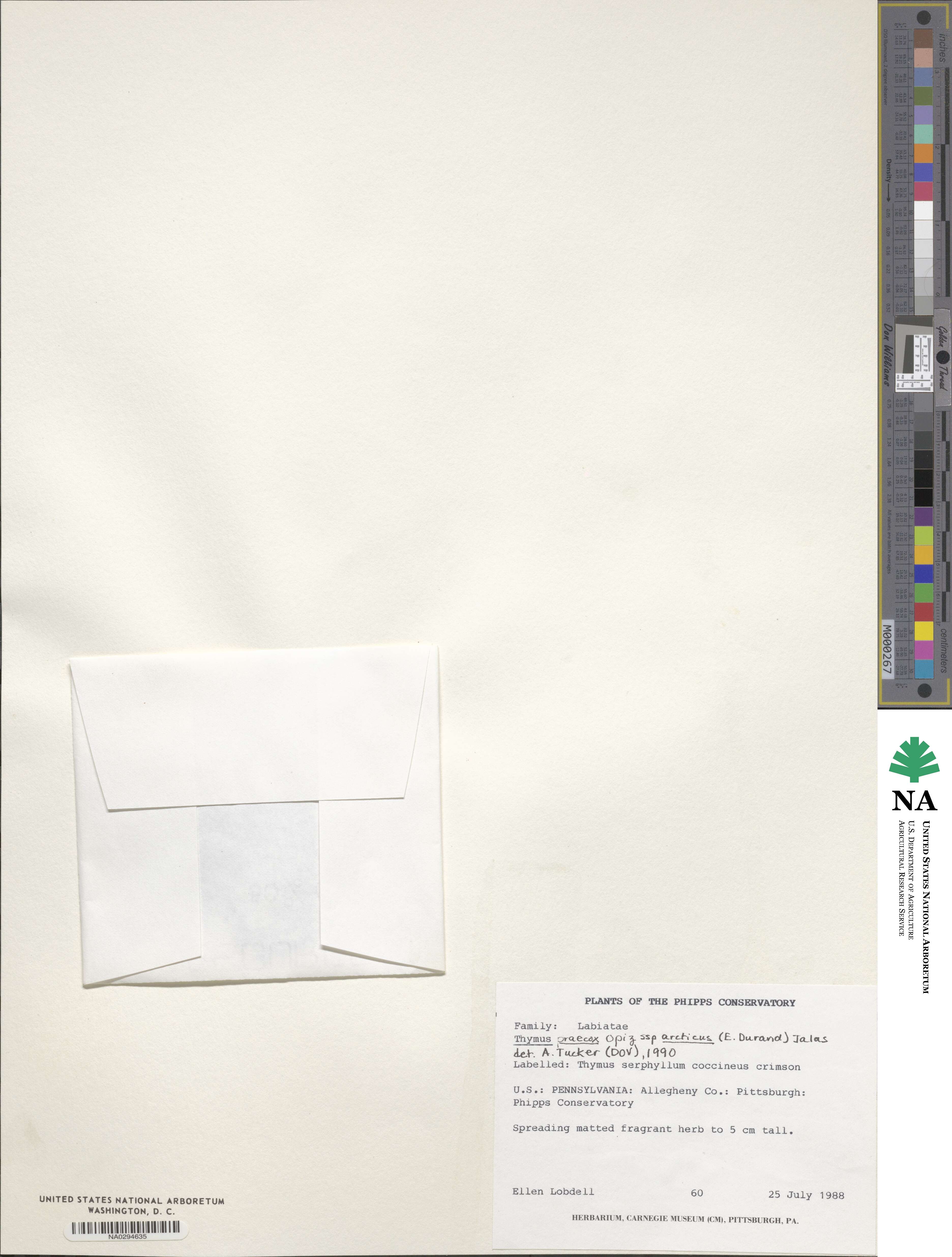 Thymus praecox image