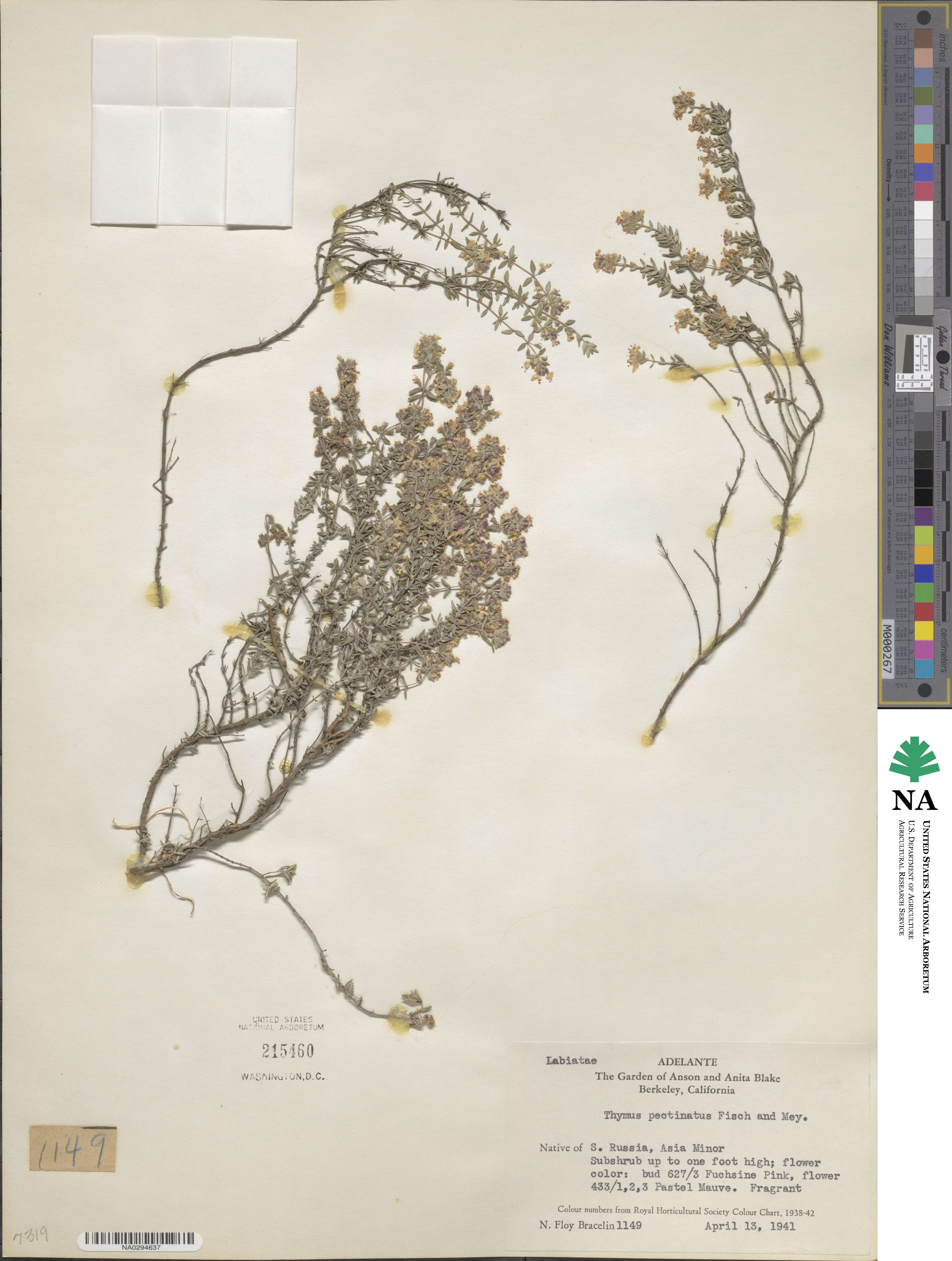 Thymus pectinatus image