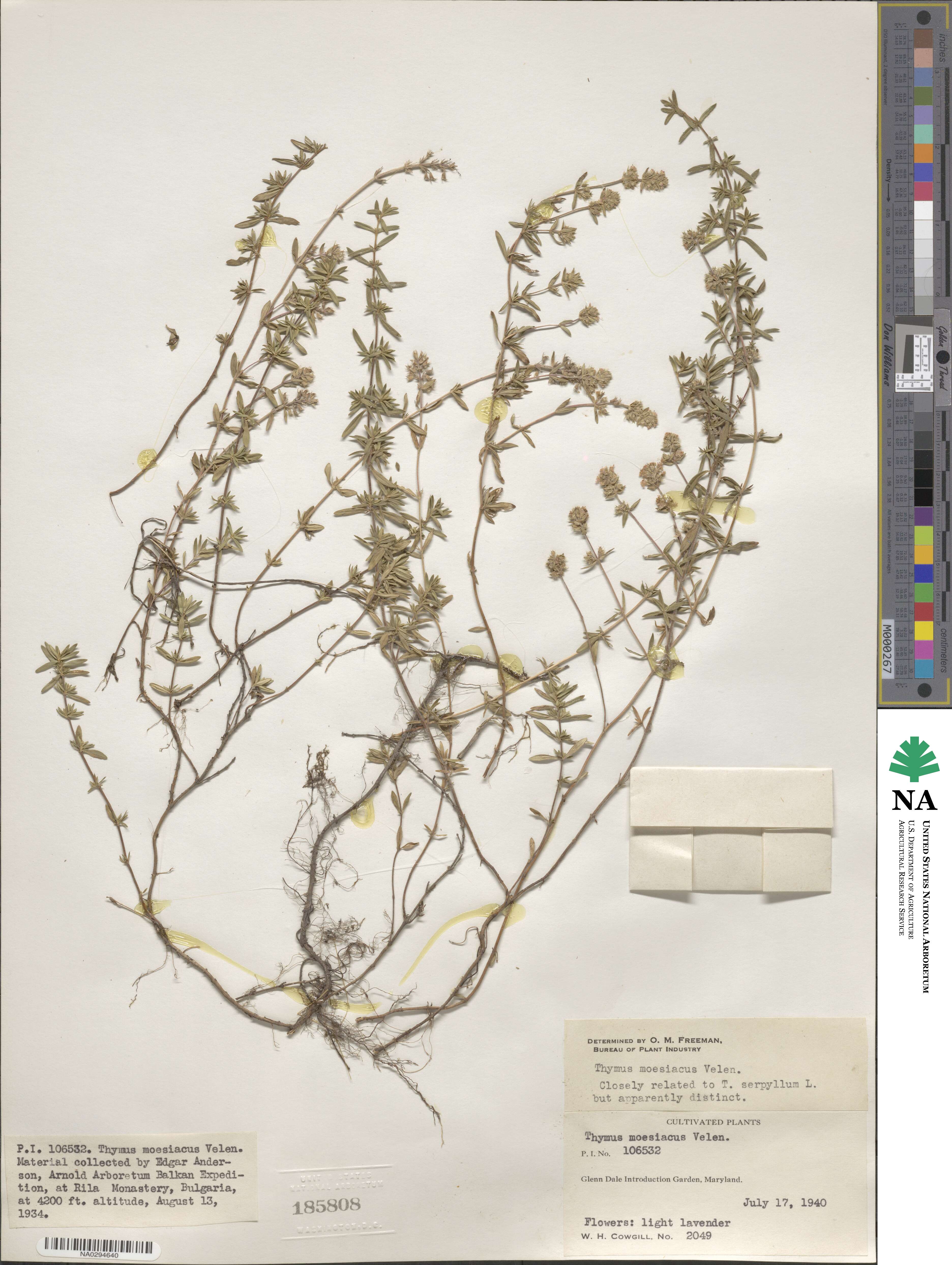 Thymus longicaulis image