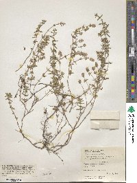 Thymus longicaulis subsp. longicaulis image