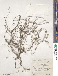 Image of Thymus longicaulis