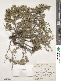 Thymus pulegioides subsp. pulegioides image