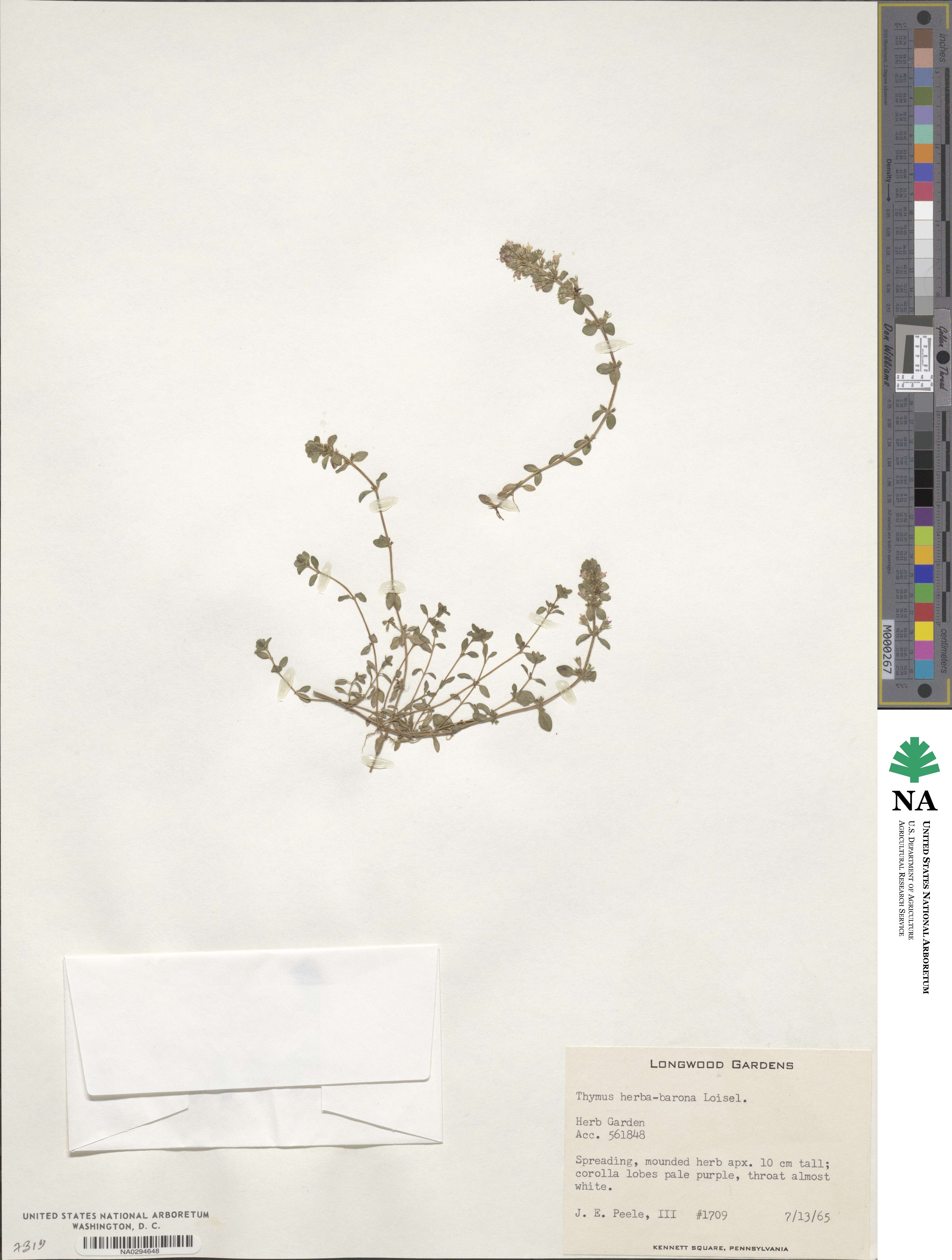 Thymus herba-barona image