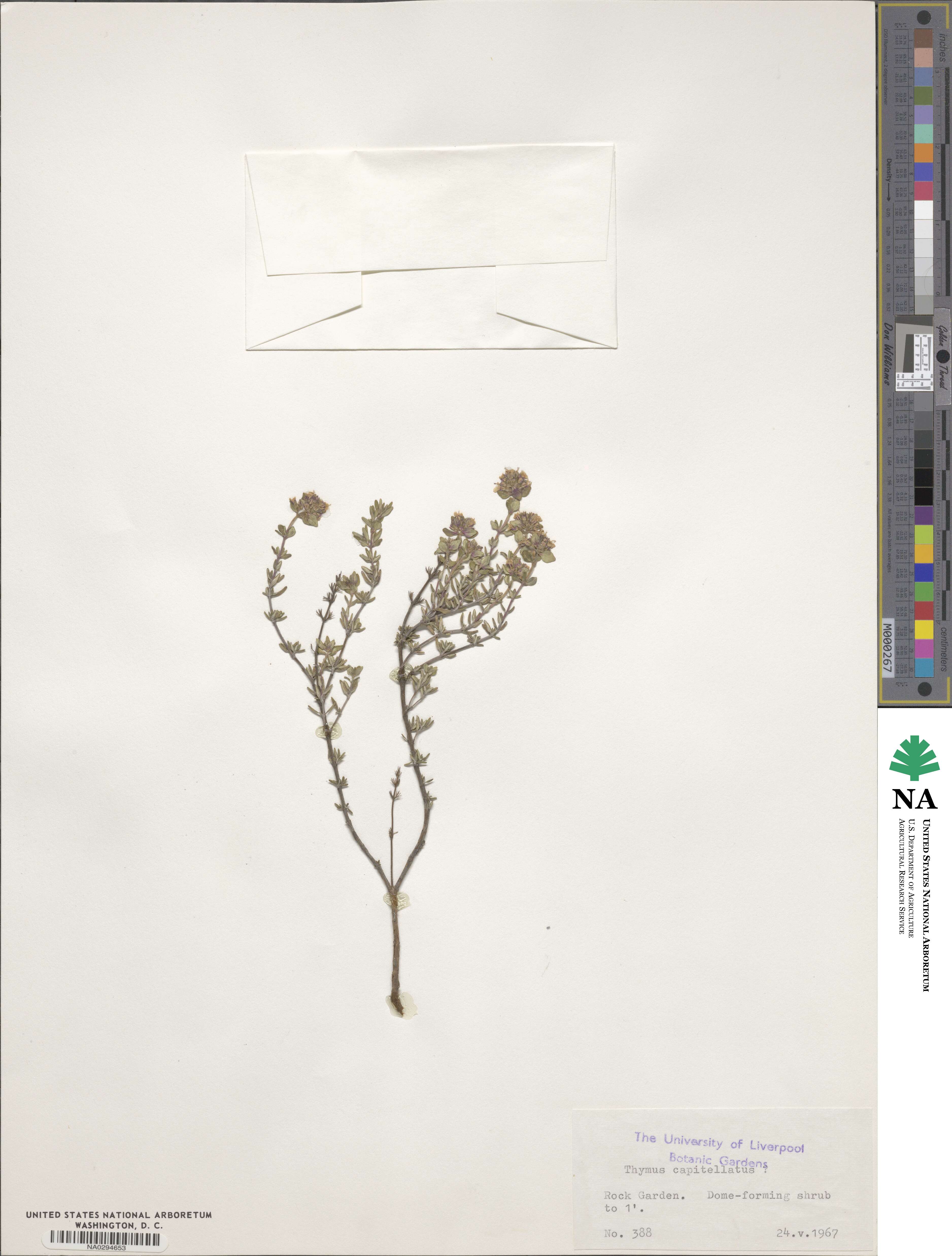 Thymus capitellatus image
