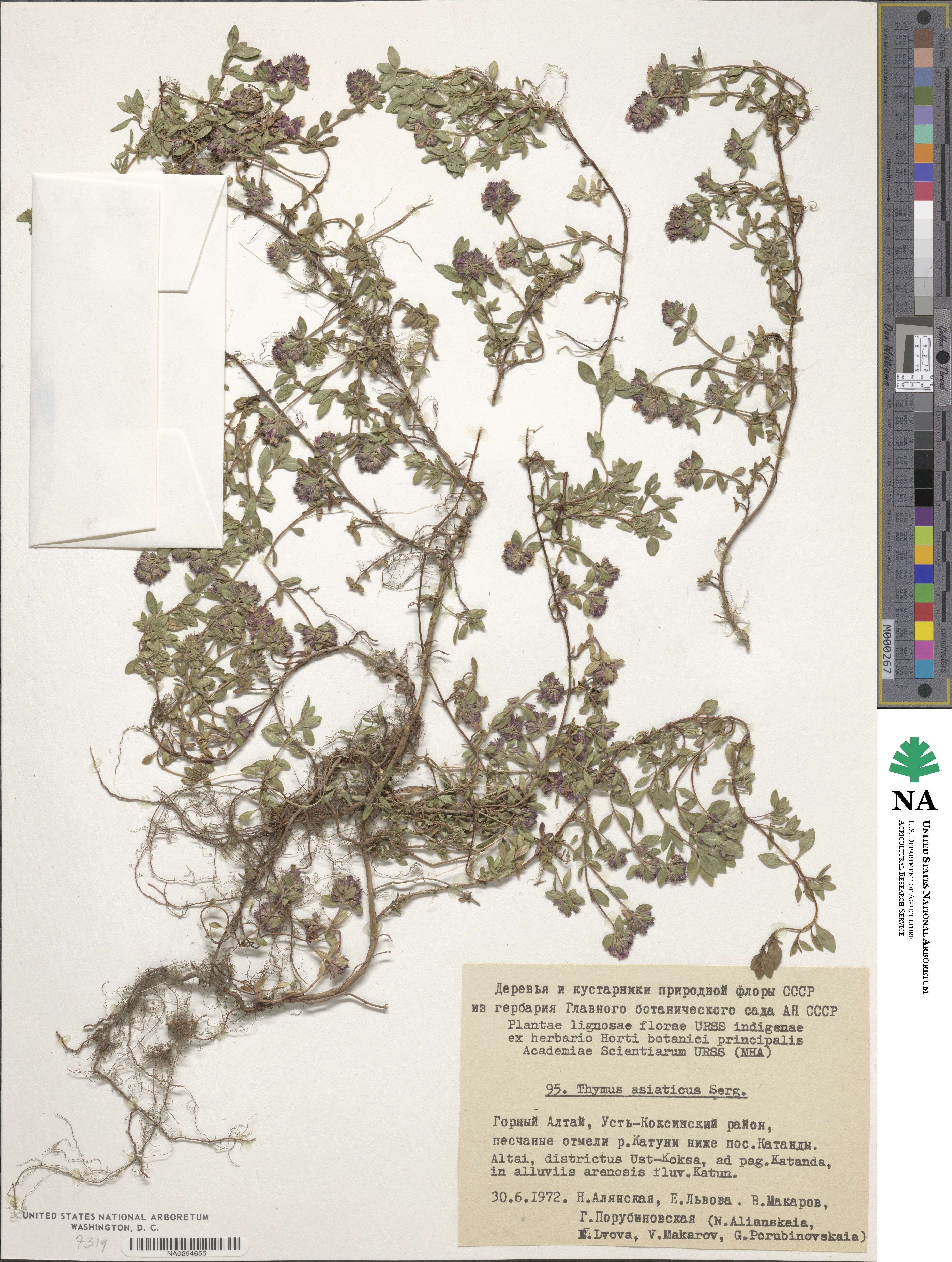 Thymus asiaticus image