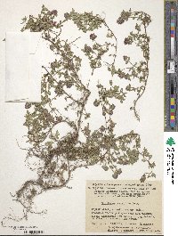 Image of Thymus asiaticus