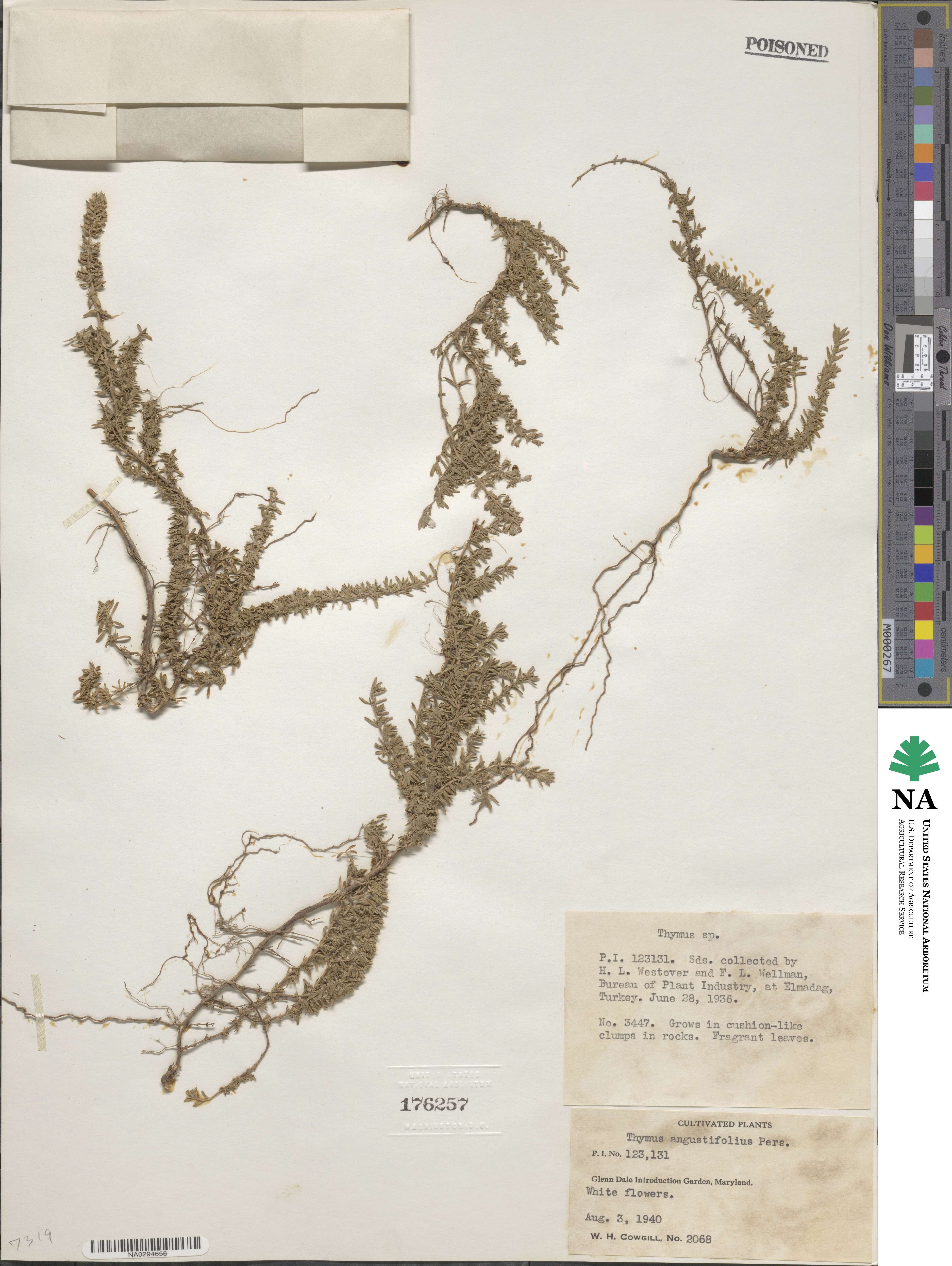 Thymus angustifolius image