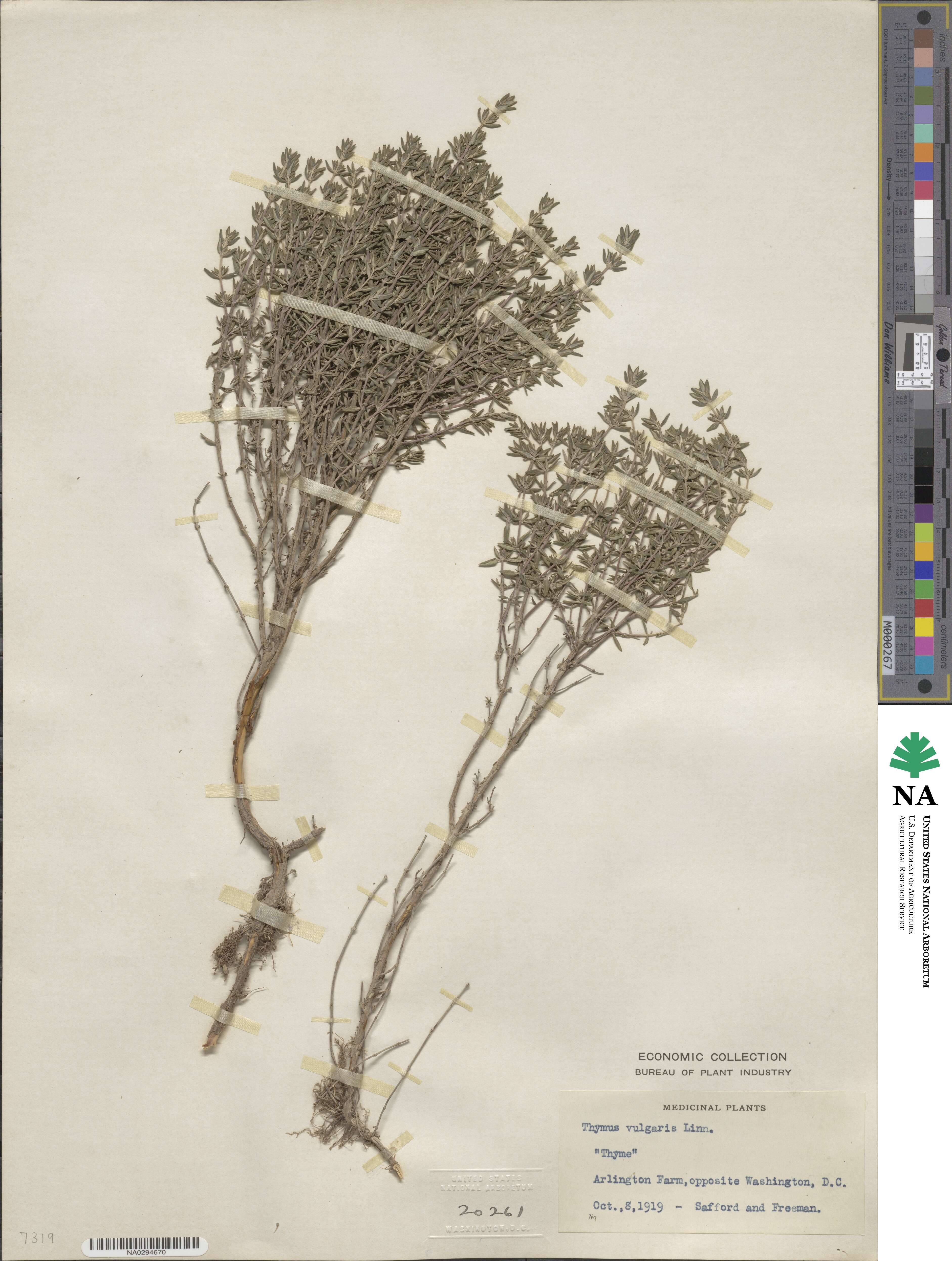 Thymus vulgaris image