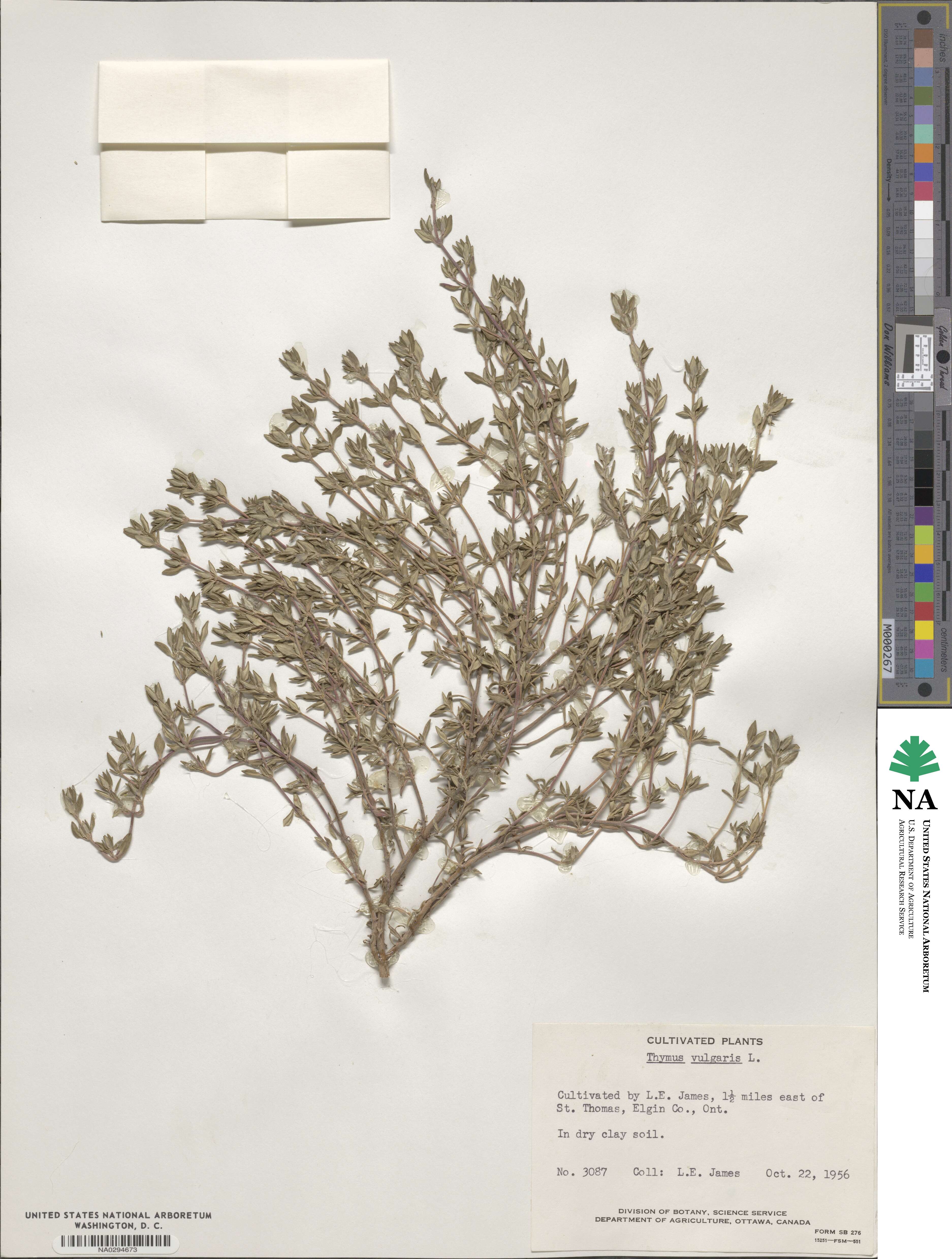 Thymus vulgaris image