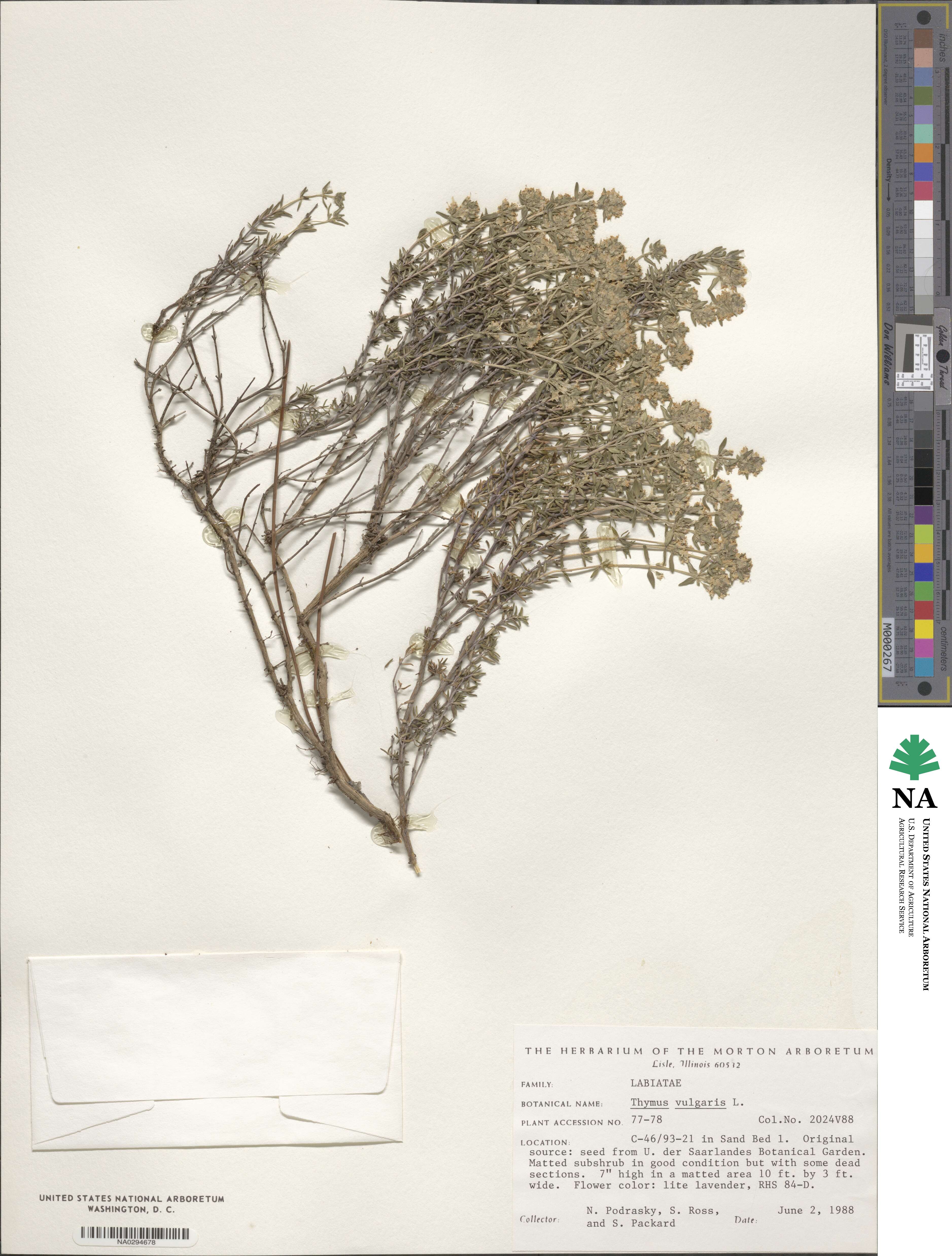 Thymus vulgaris image