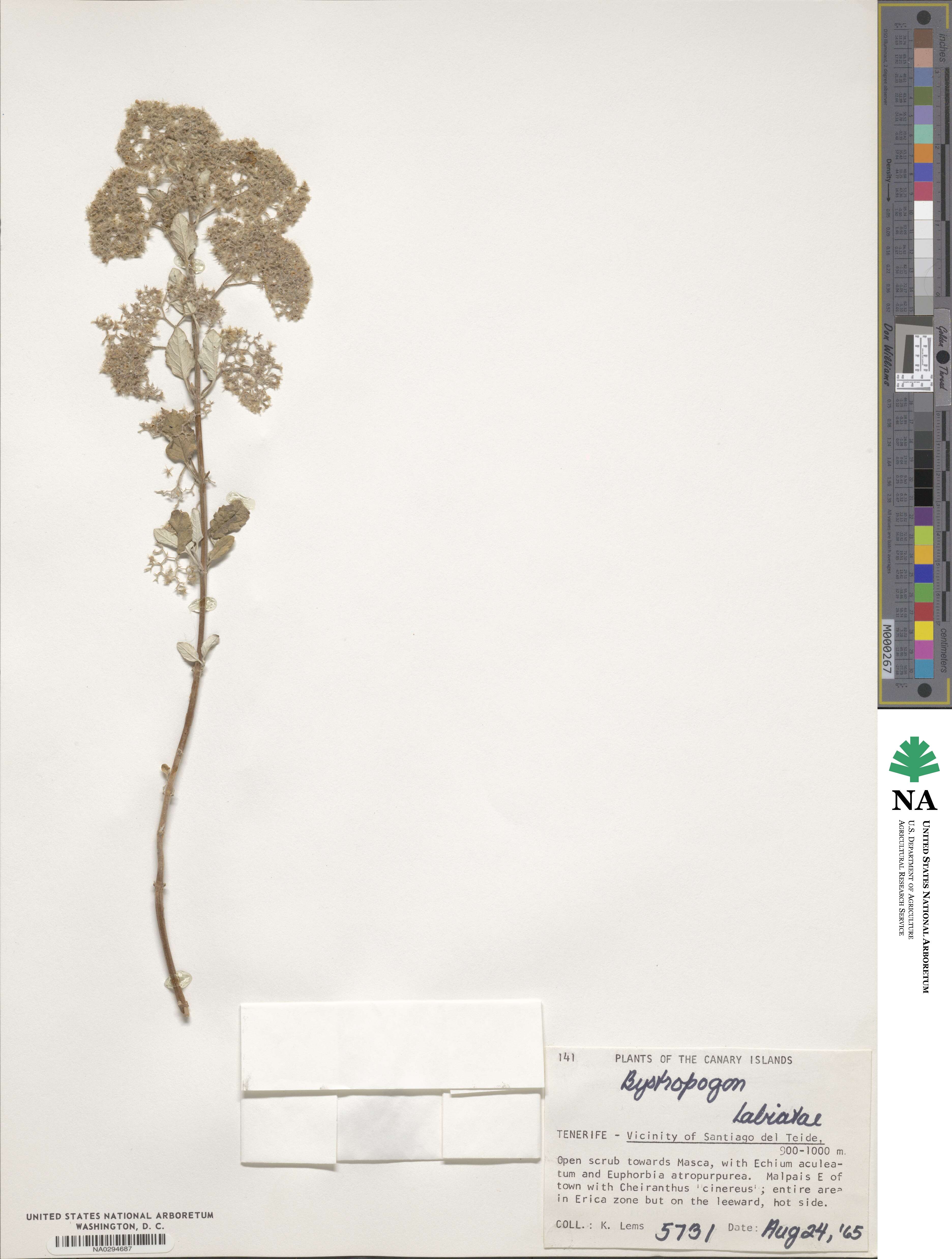 Bystropogon image