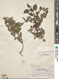 Image of Minthostachys setosa