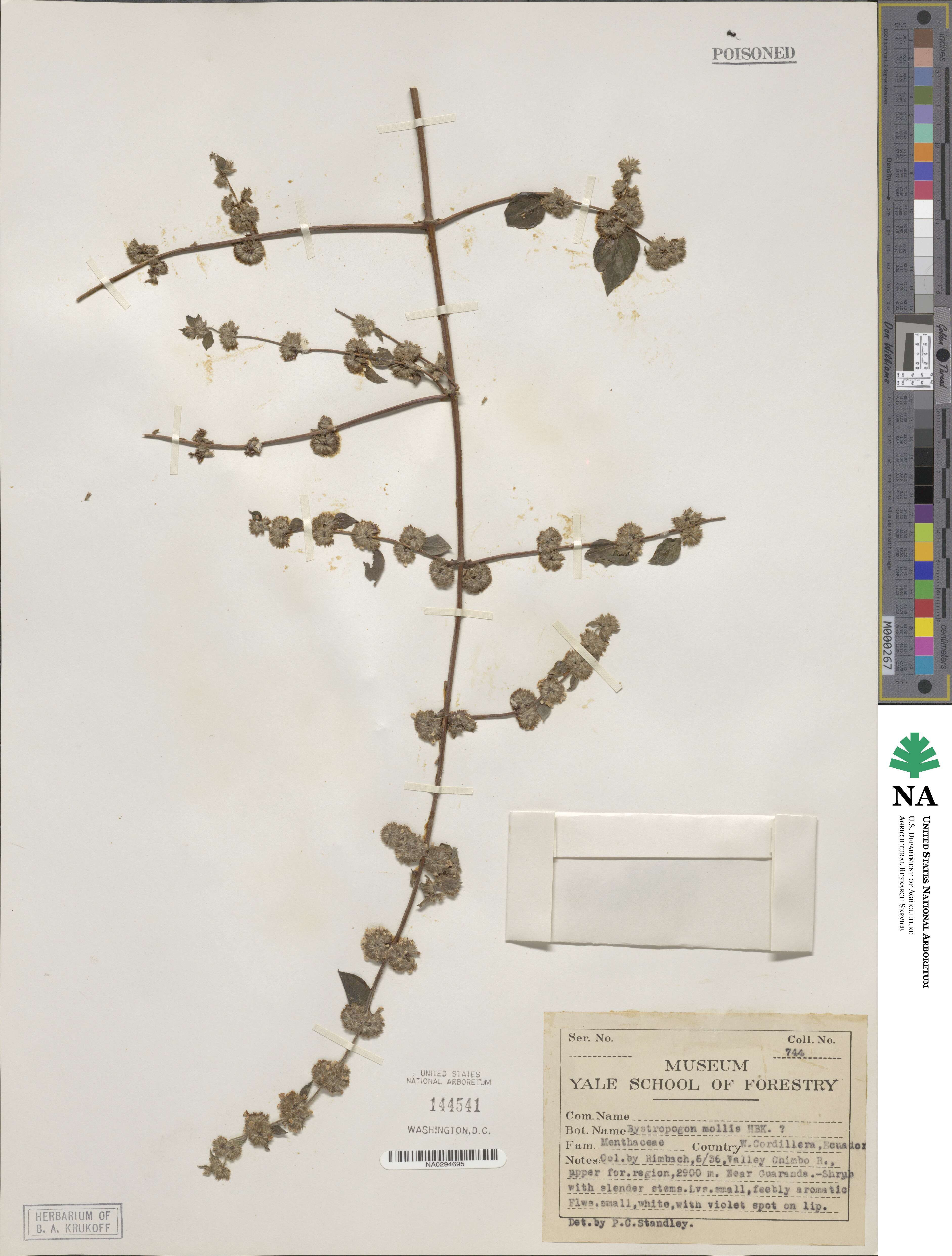 Bystropogon mollis image