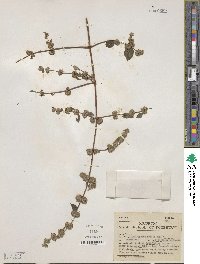 Bystropogon mollis image