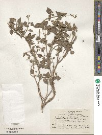 Bystropogon mollis image