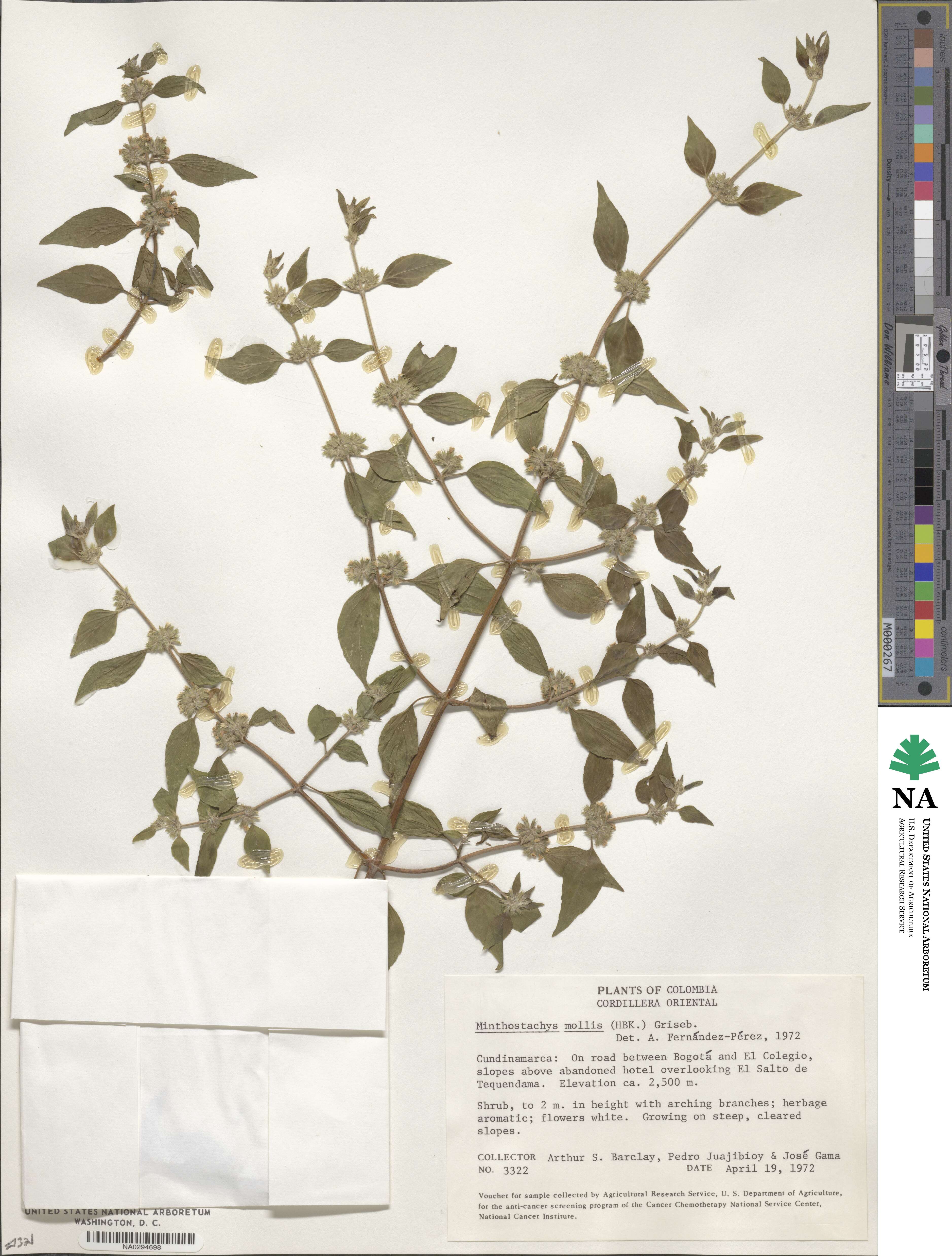 Bystropogon mollis image