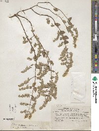 Minthostachys glabrescens image