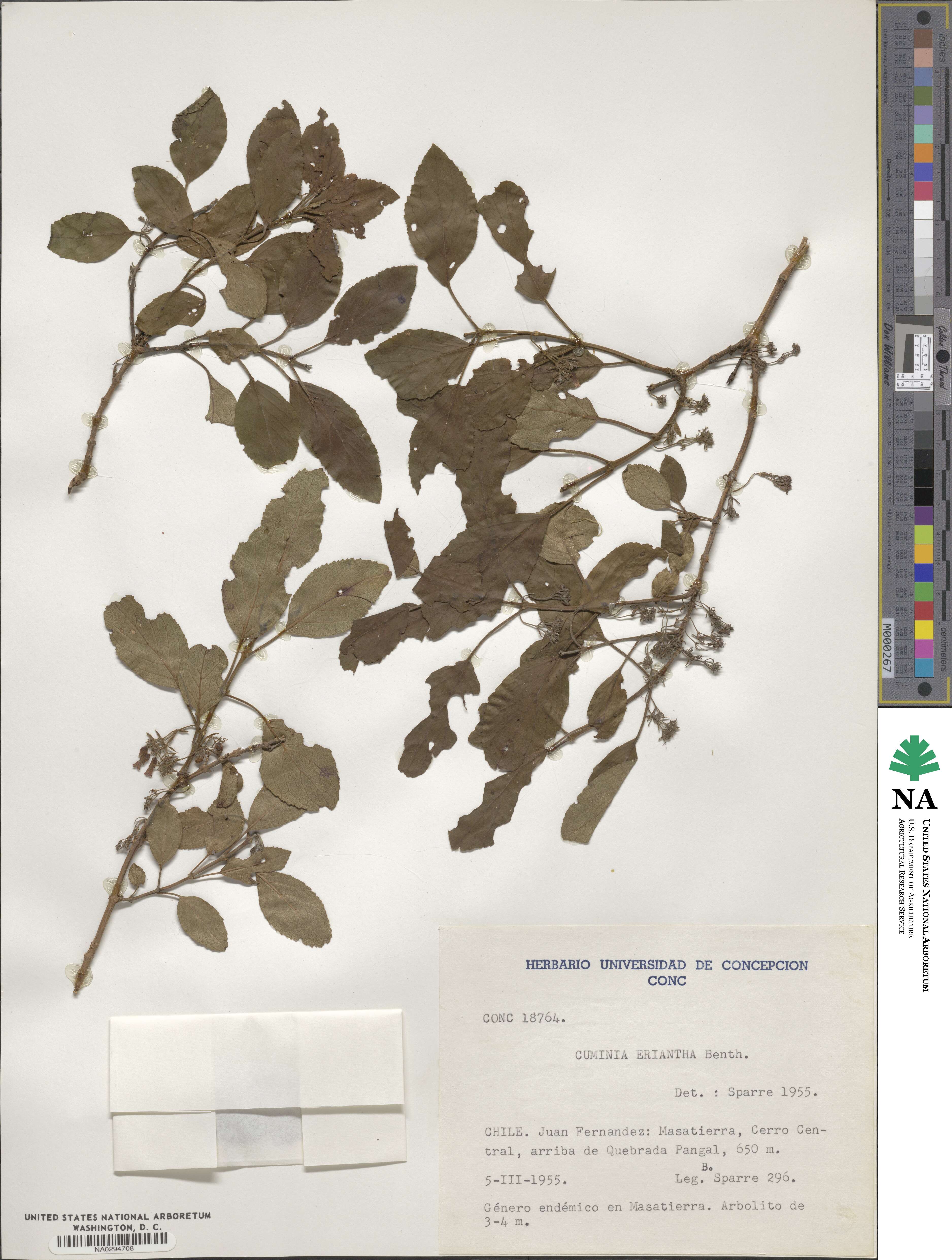Cuminia image