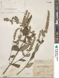 Cunila lythrifolia image