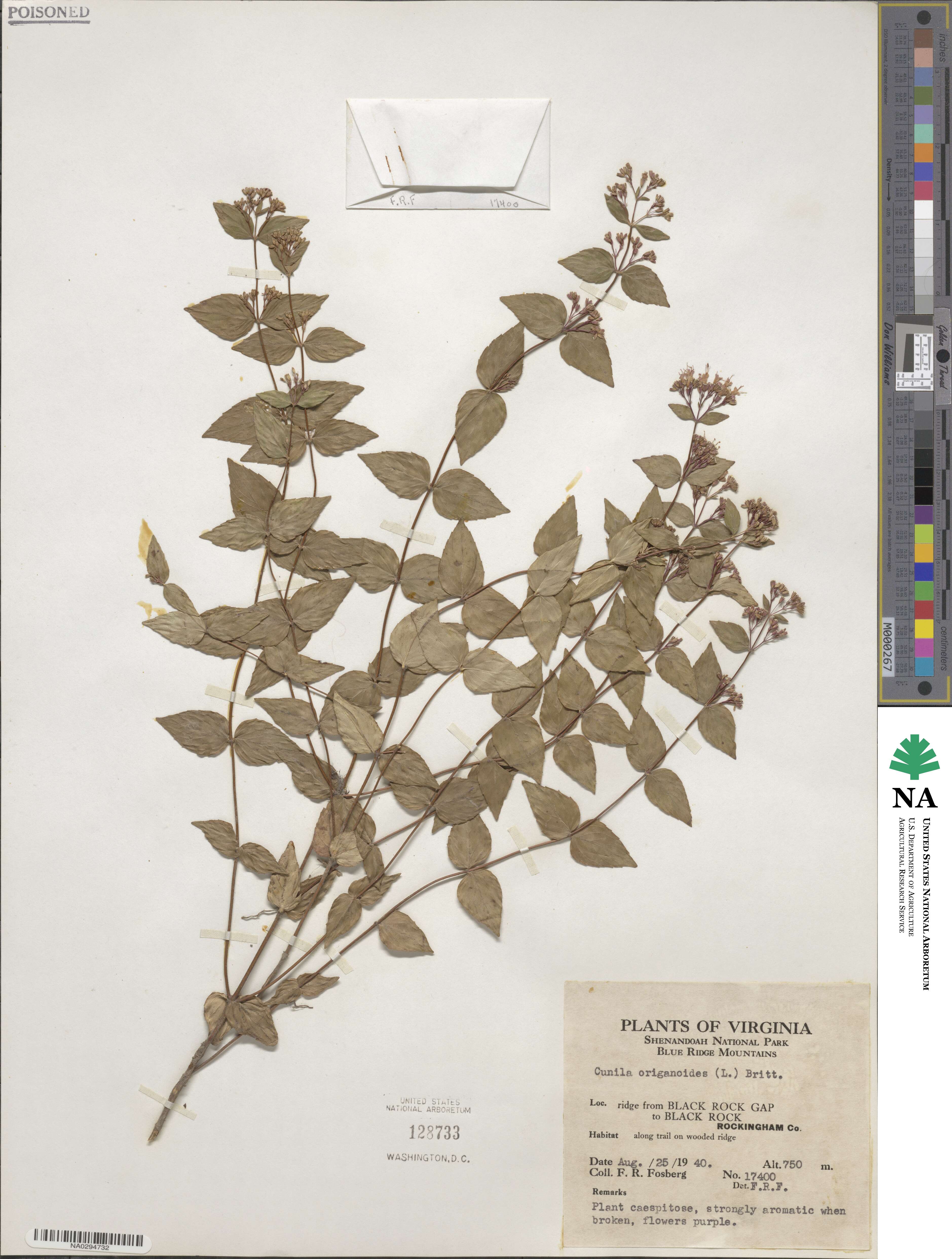 Cunila origanoides image