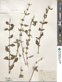 Lycopus europaeus image